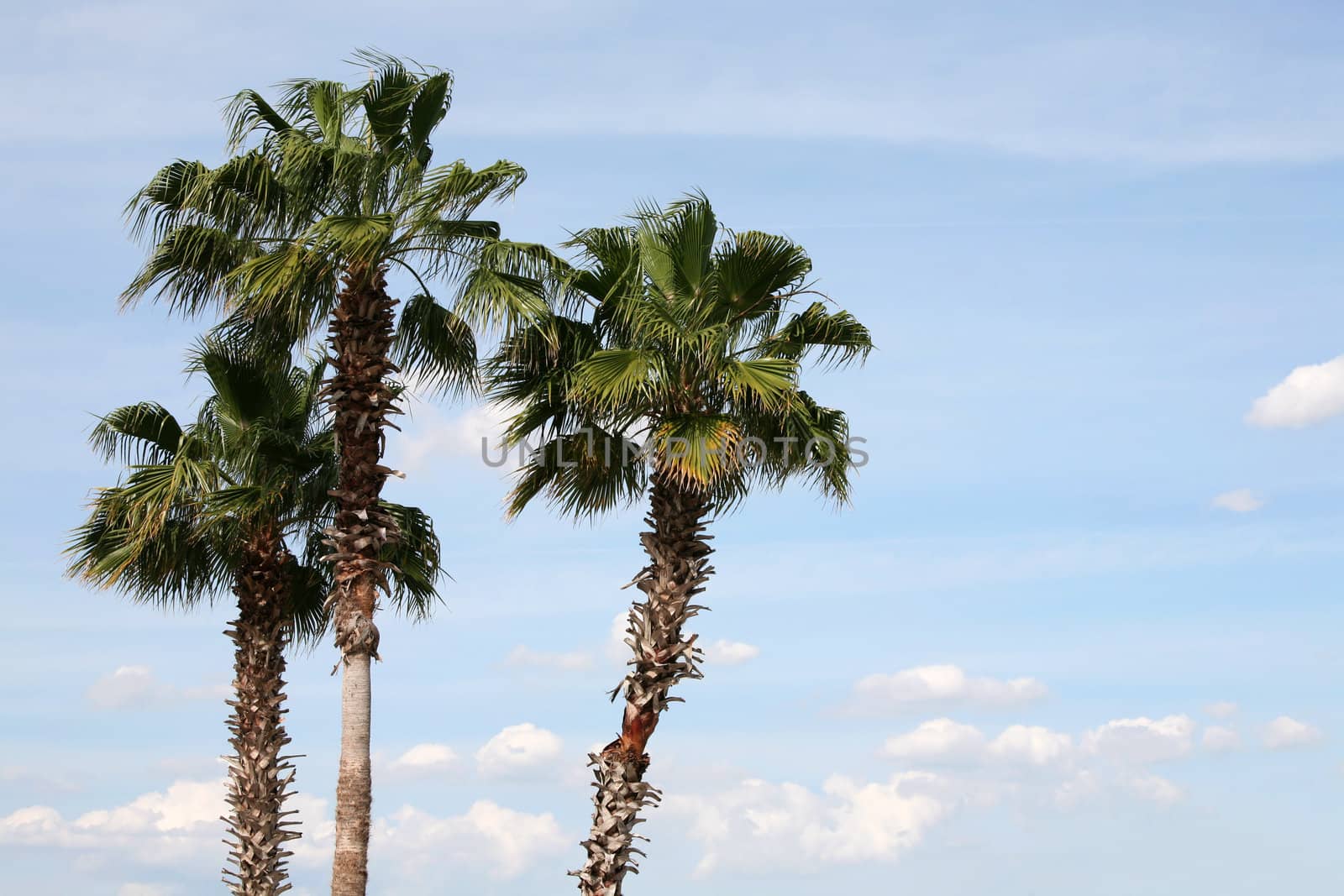 Three palm trees against blue sky by jarenwicklund