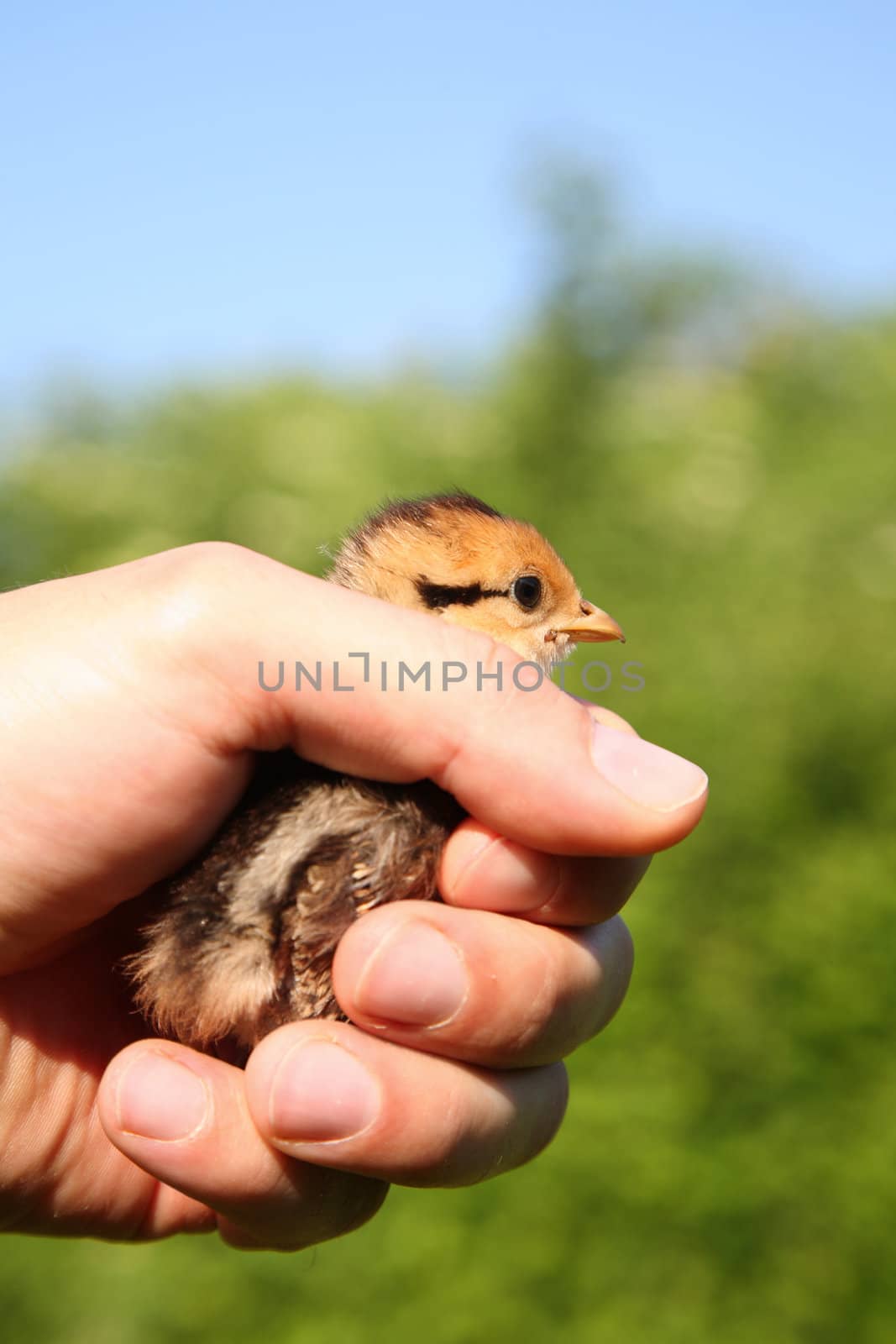 Male hand holding a pheasant chick