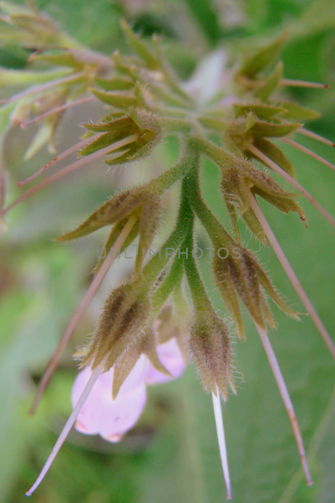 close up of pink flower