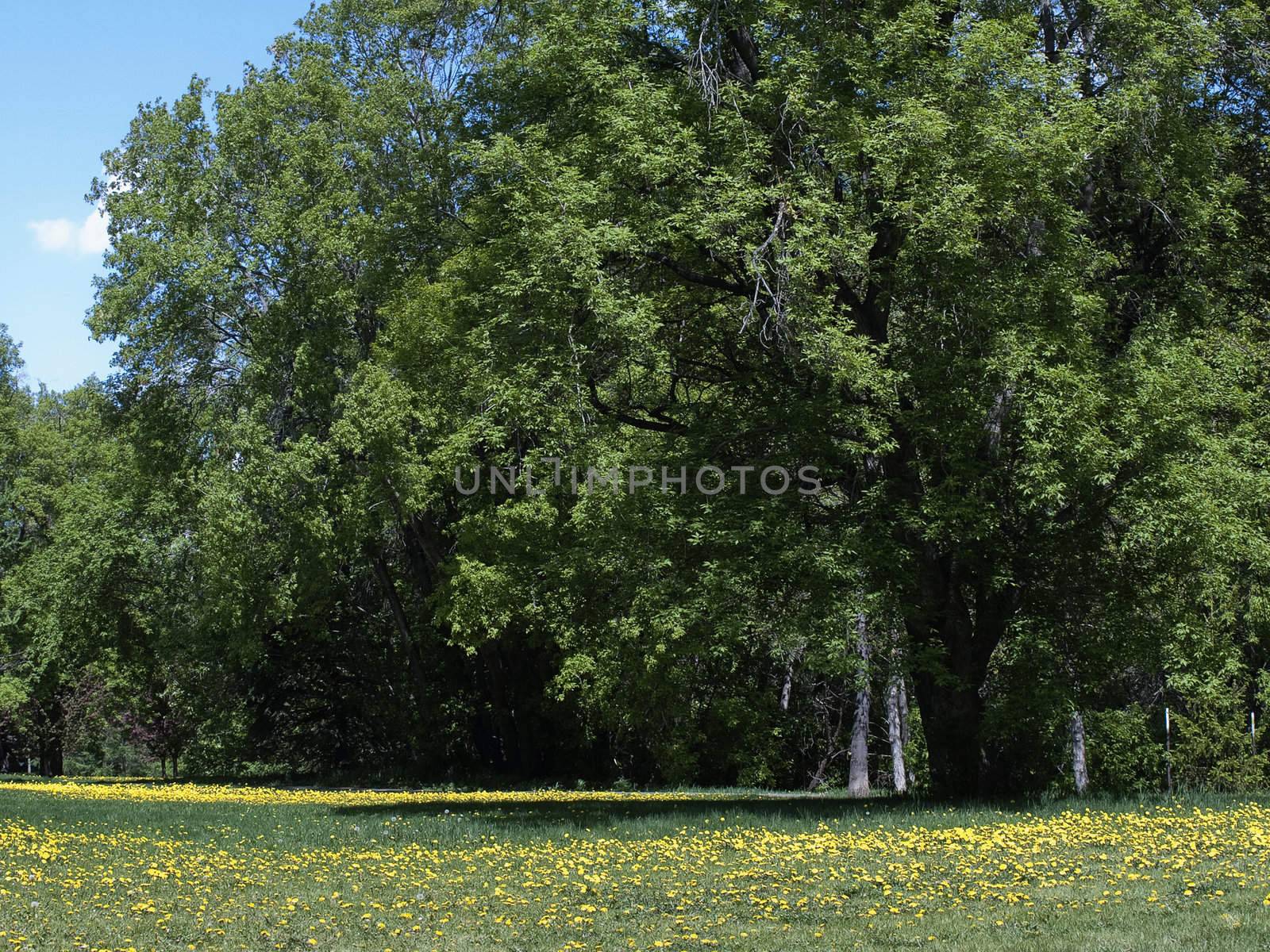 A fresh field of Dandelions in a city park.