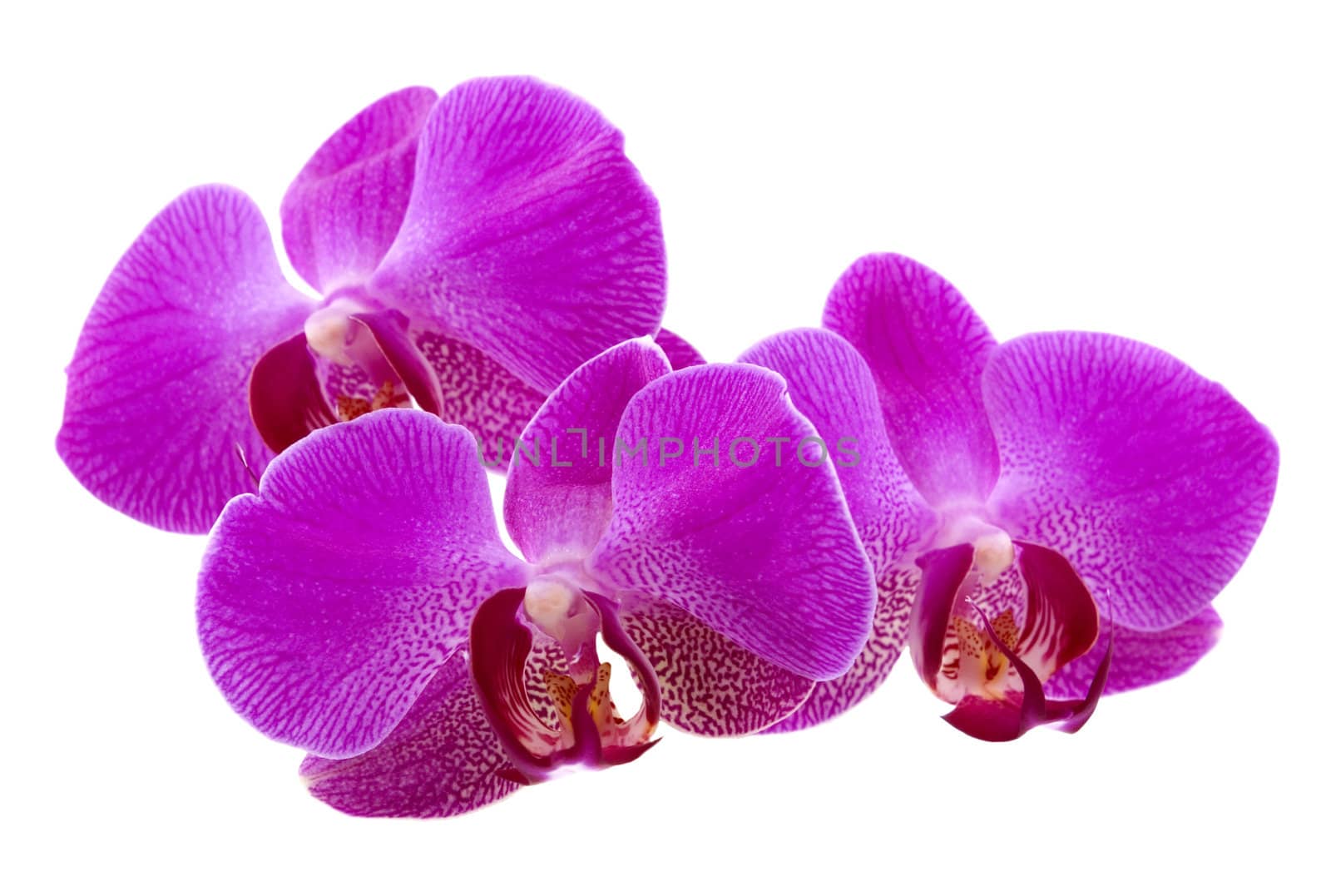 Three fresh orchid petals