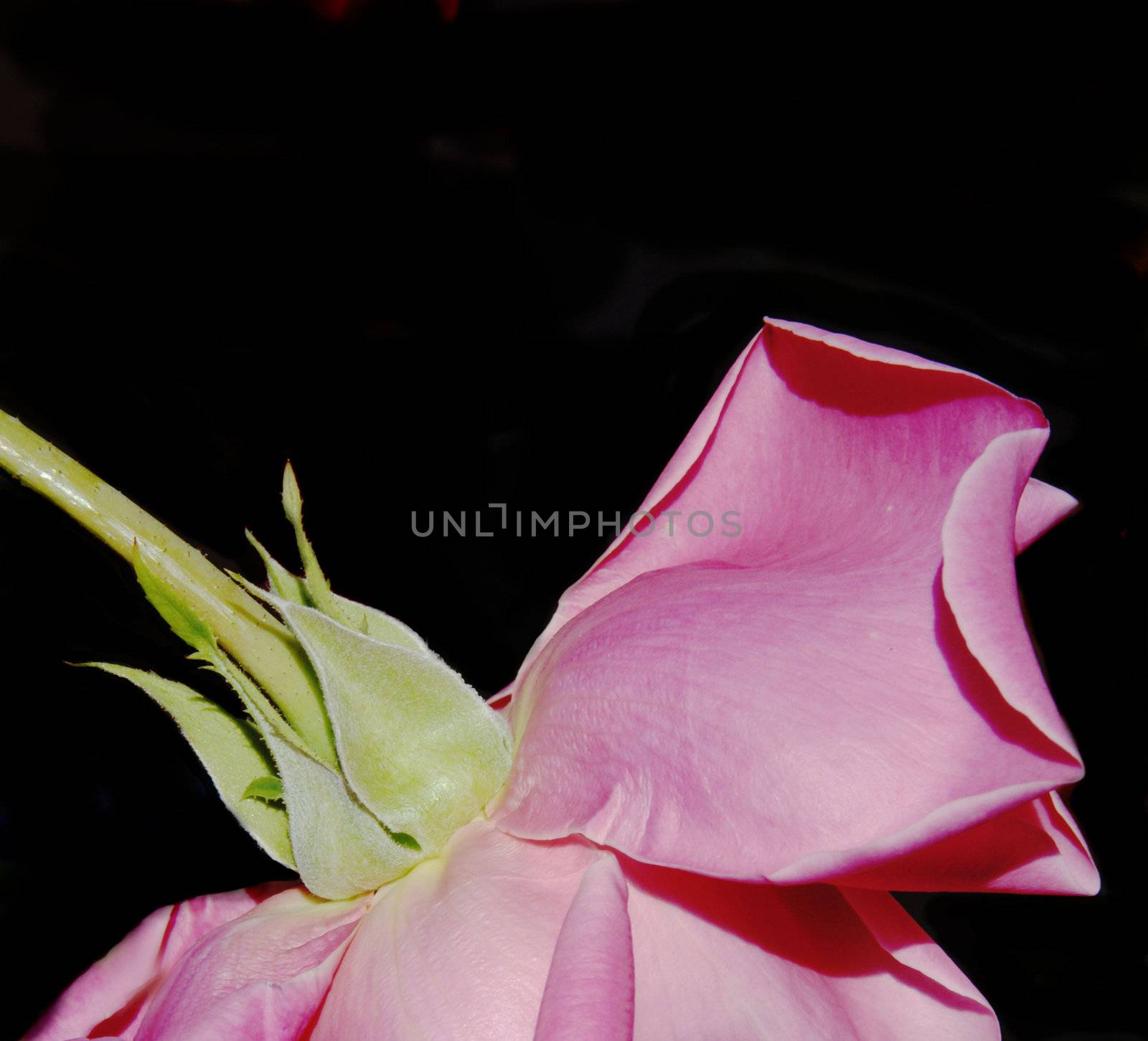Pink Rose by Imagevixen