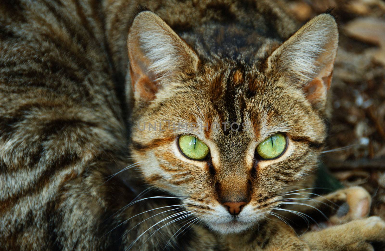 Close up of a tabby cat with green eyes