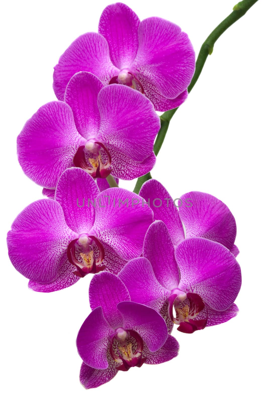 Orchid Branch by BVDC