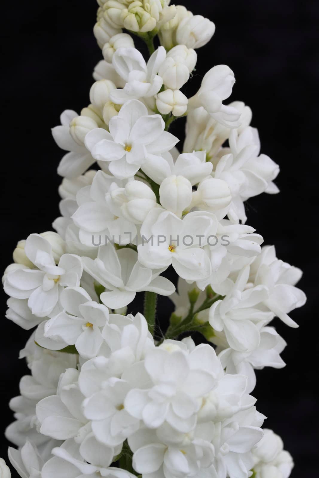 white lilac flower