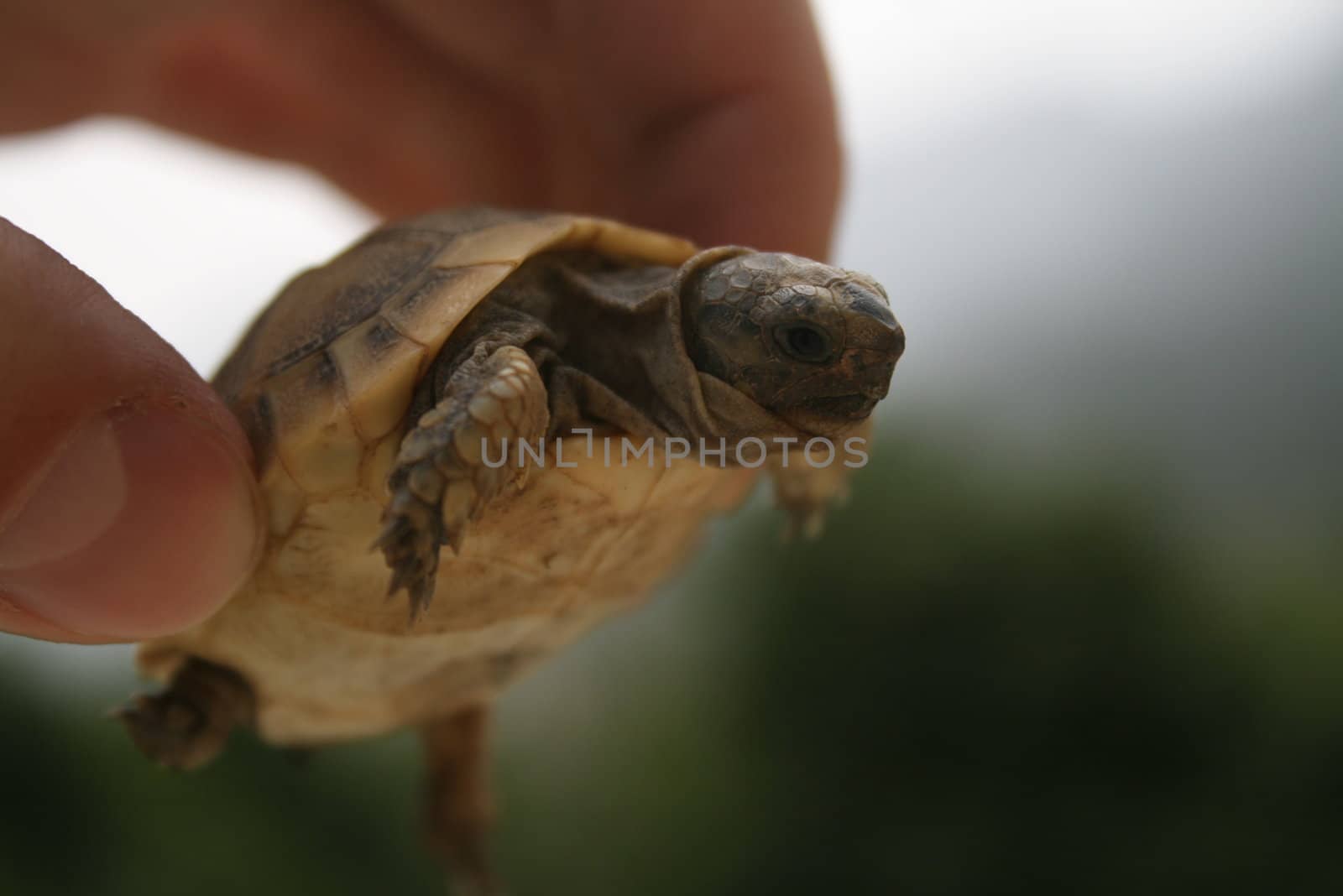 Small turtle in the hands