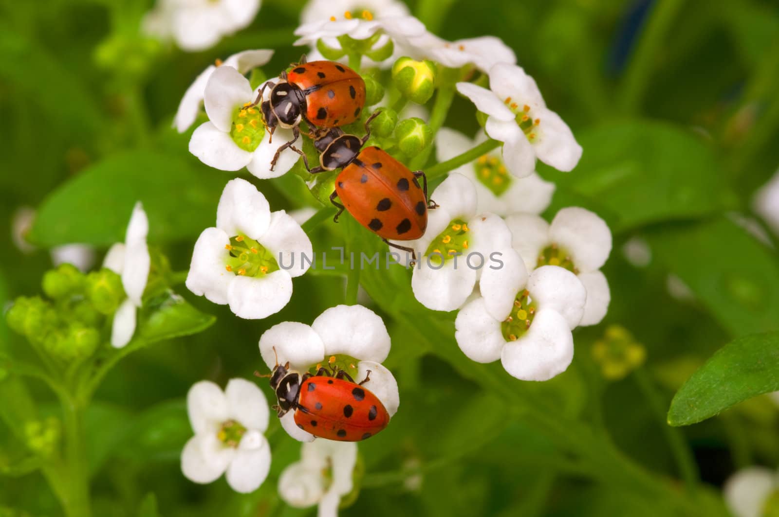 Lady Bugs by BVDC