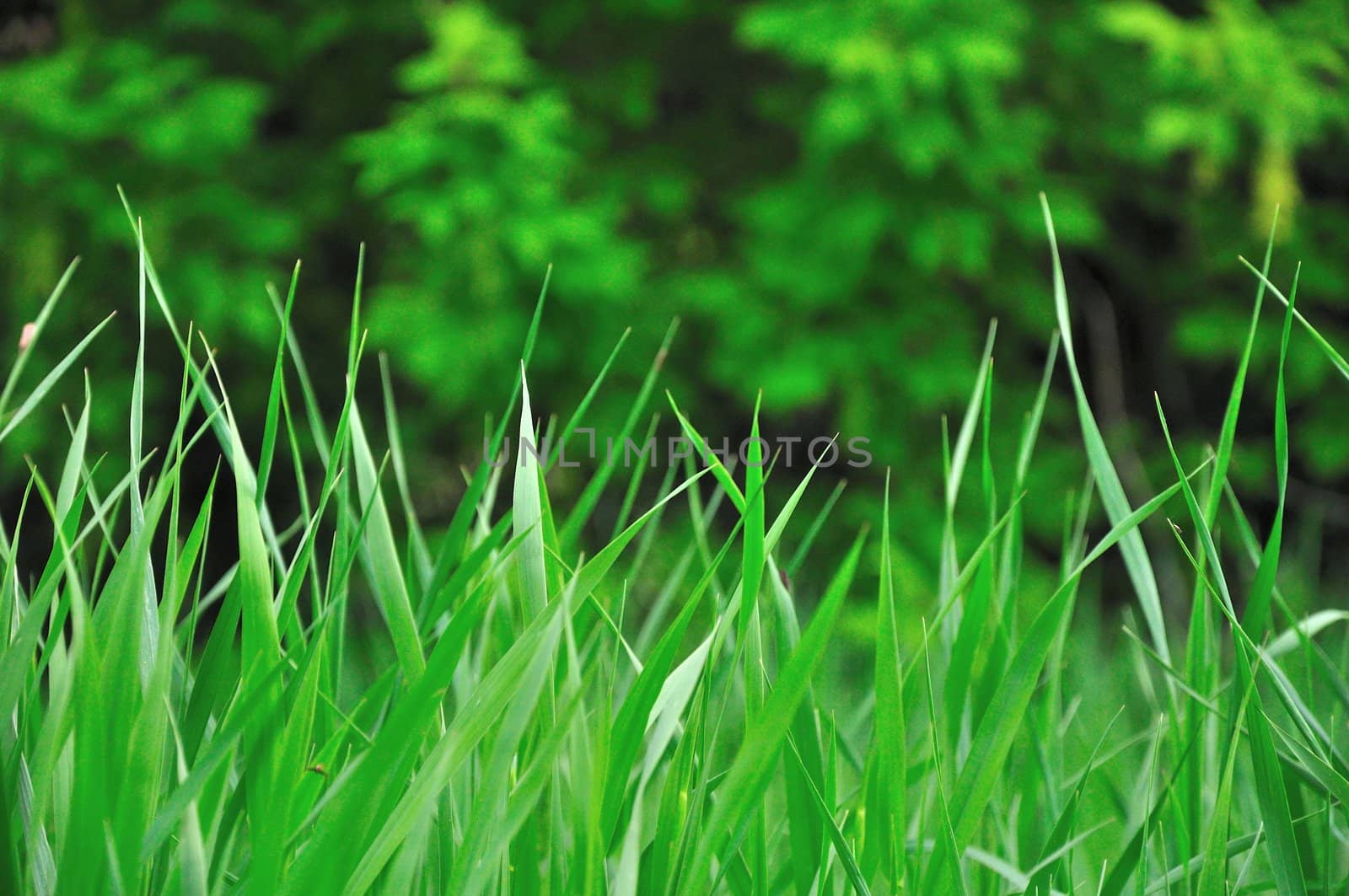 Green Grass and Trees Background by gilmourbto2001