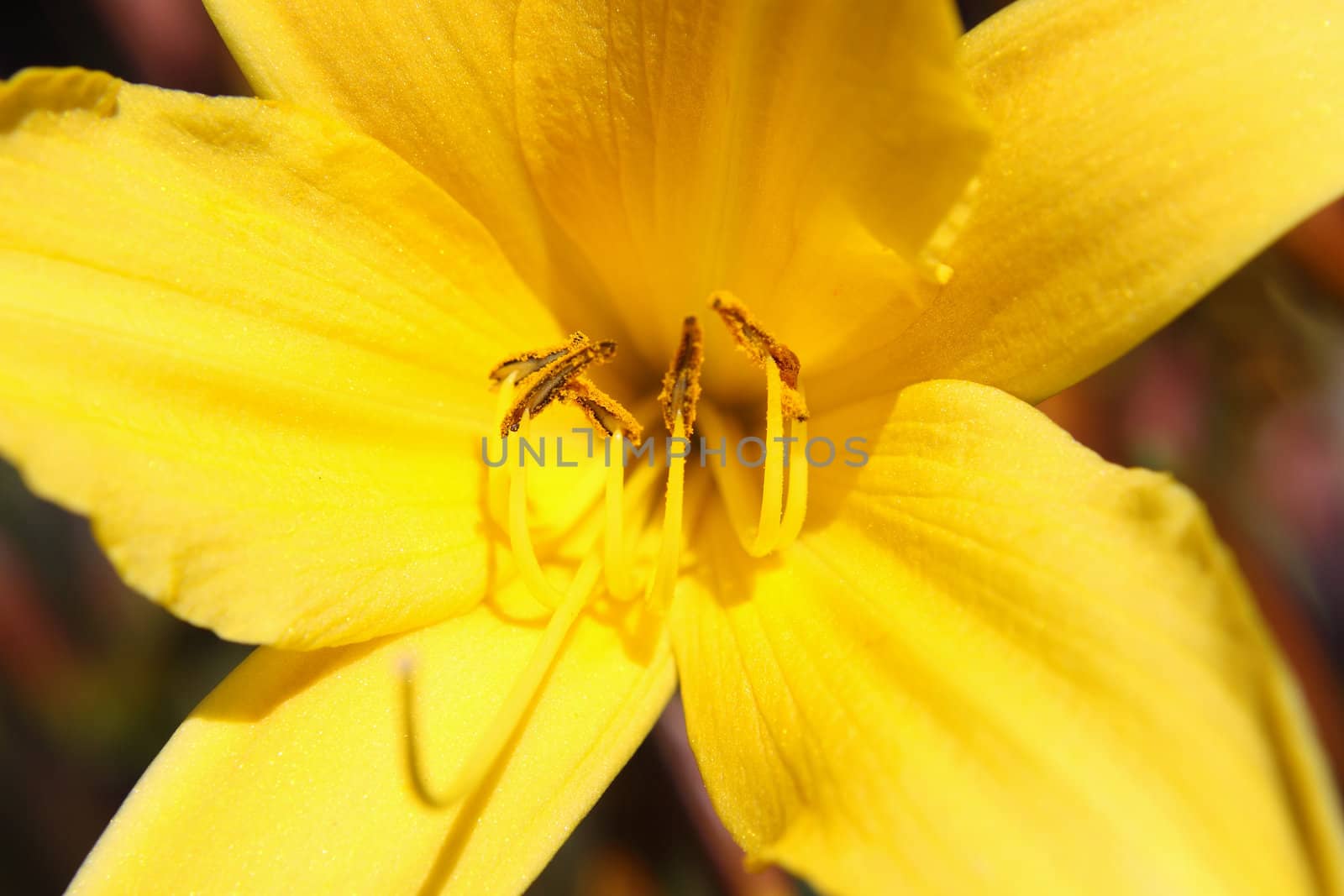 Macro photo of yellow flower on spring meadow
