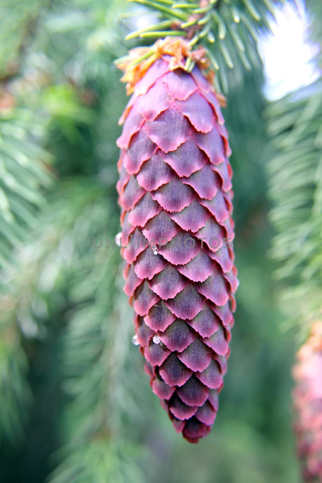 Close up of long spruce cone photographs on natural tree background