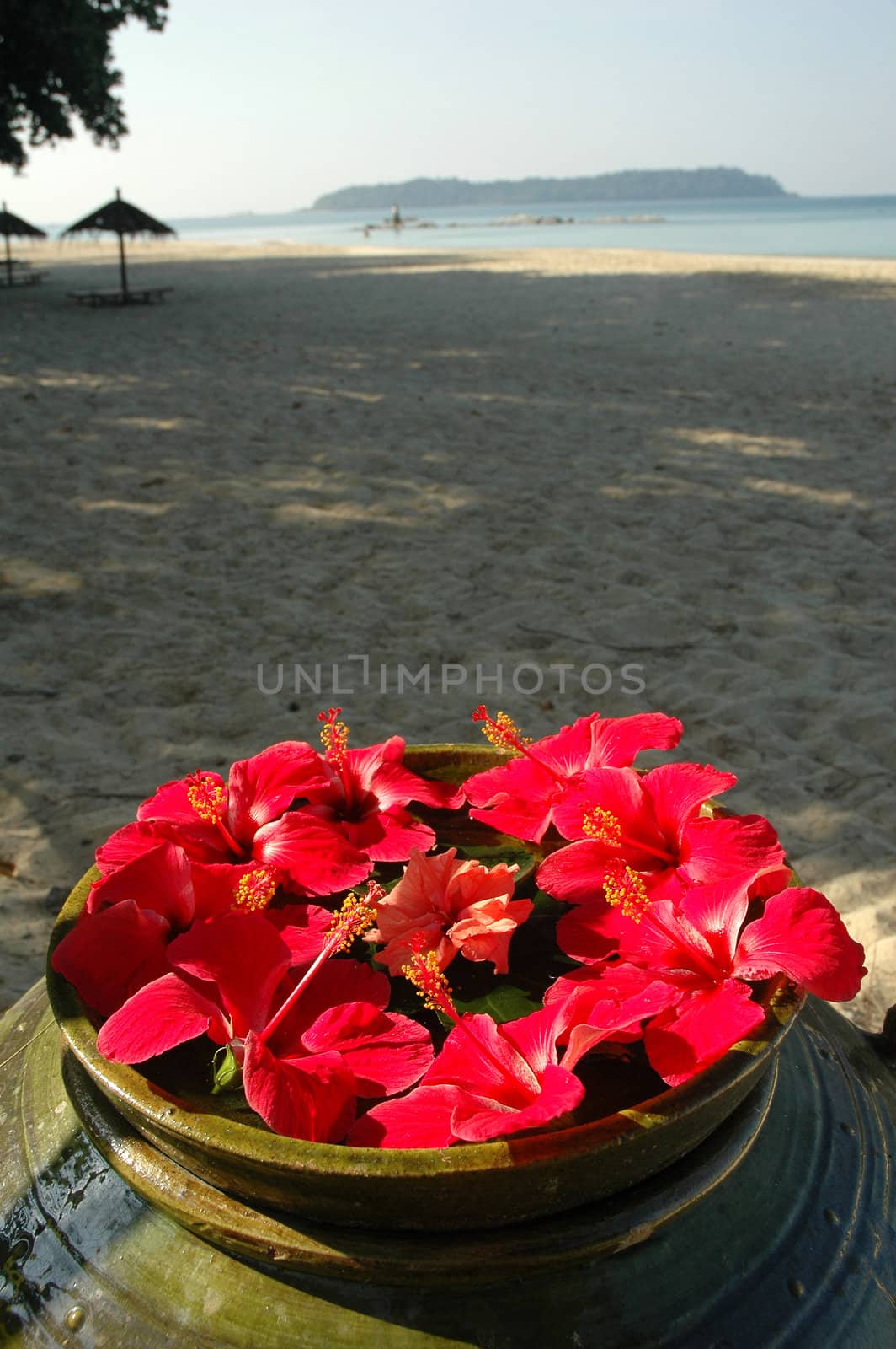 Malvaceae Hibiscus Flowers On A Beach by khwi