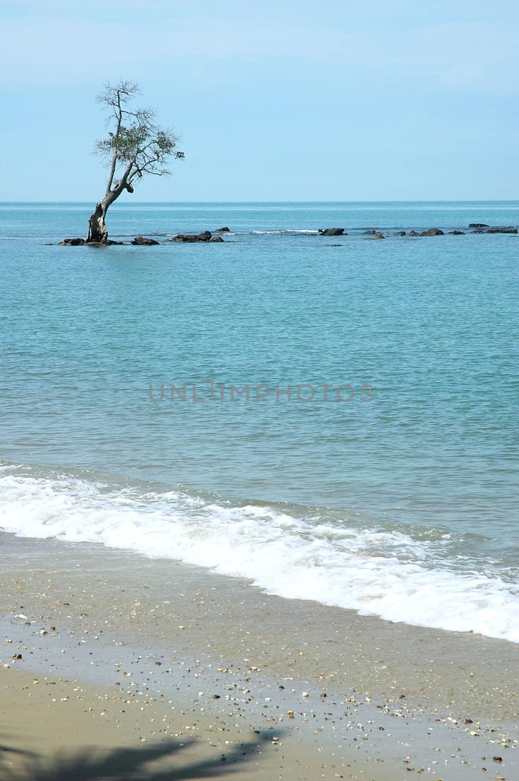 Lone tree and rocks in the sea