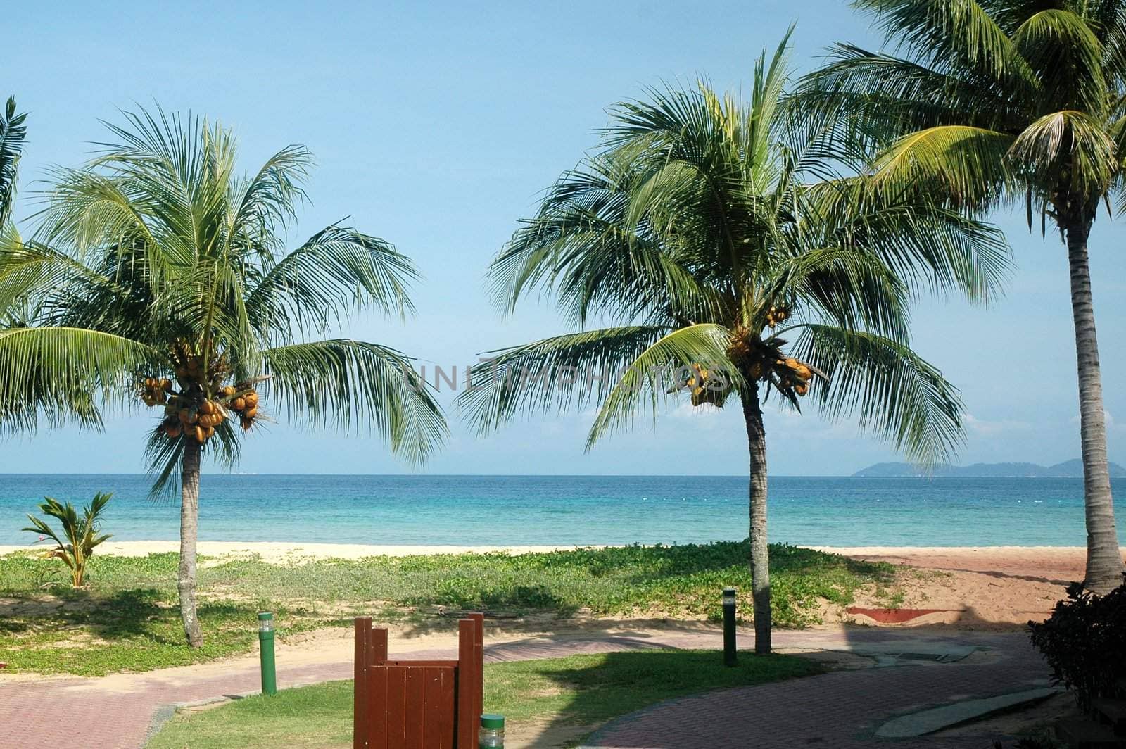 Palm tree on sandy tropical beach