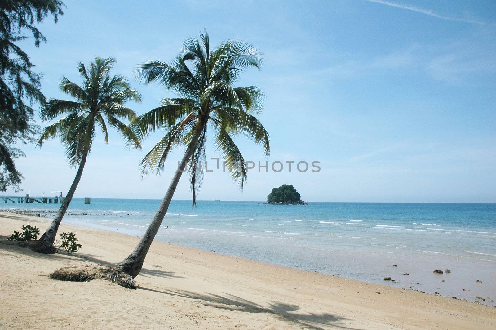 Palm tree on a sandy tropical beach