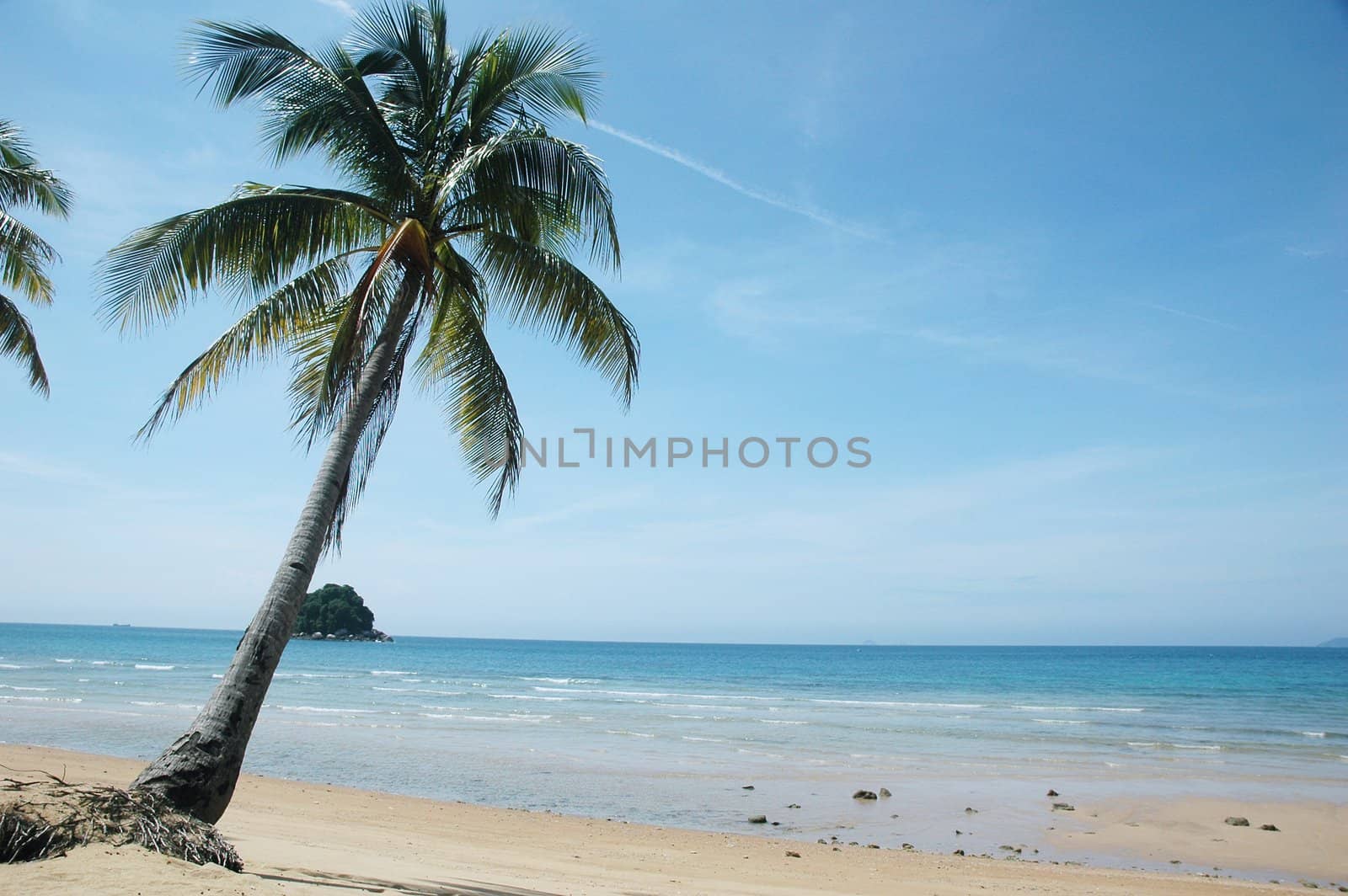 Palm tree on a sandy tropical beach