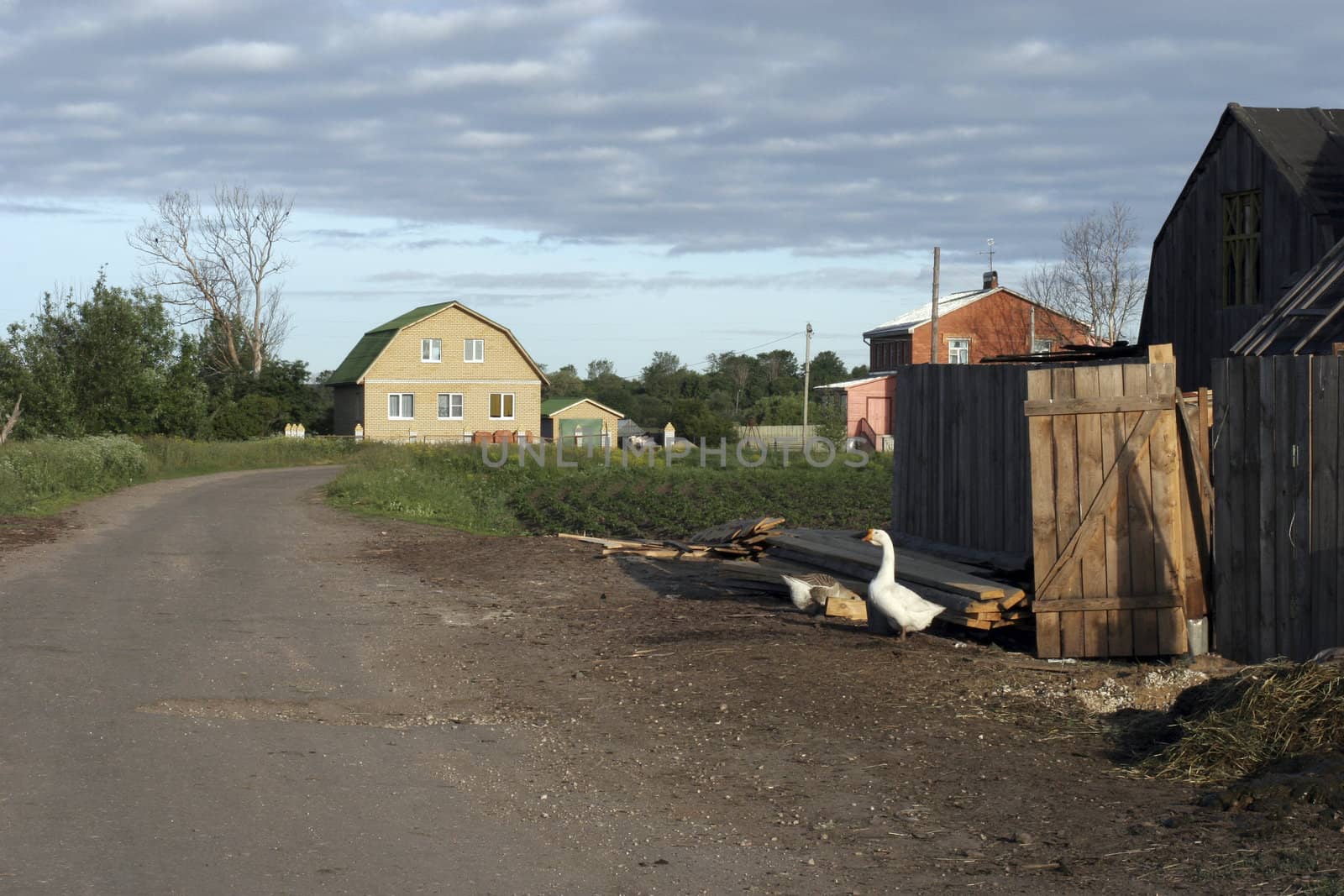 The morning rustic landscape with goose. Russia, summer.