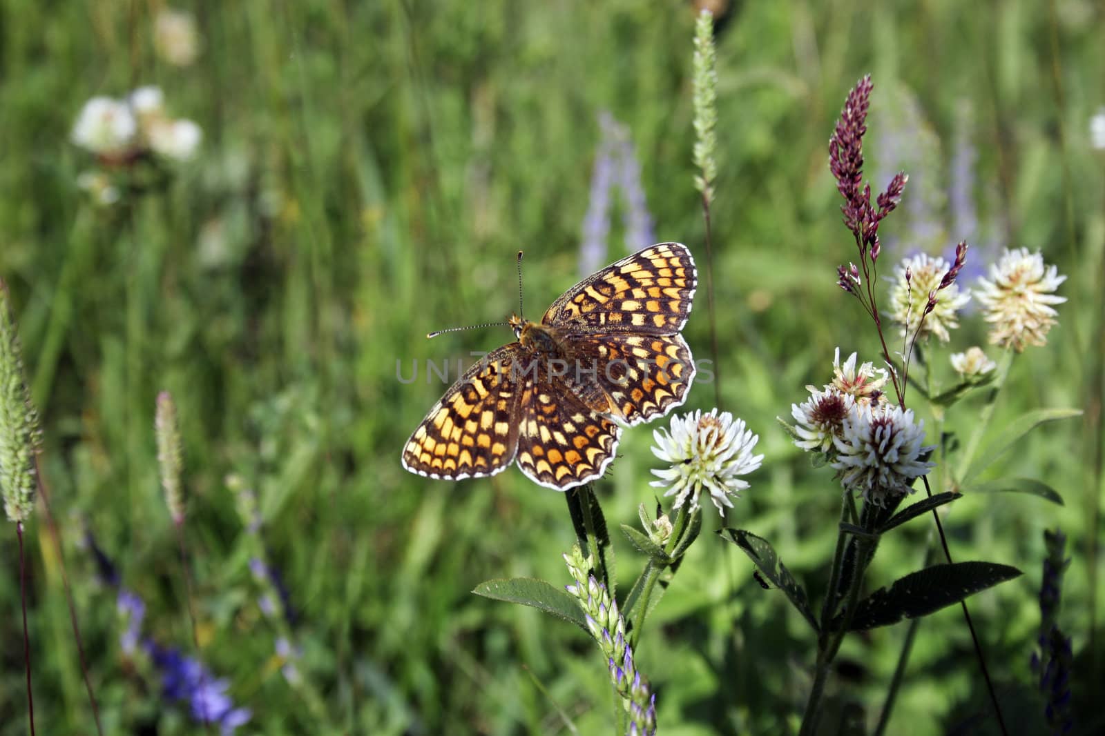 Bright and making colorful butterfly on green meadow