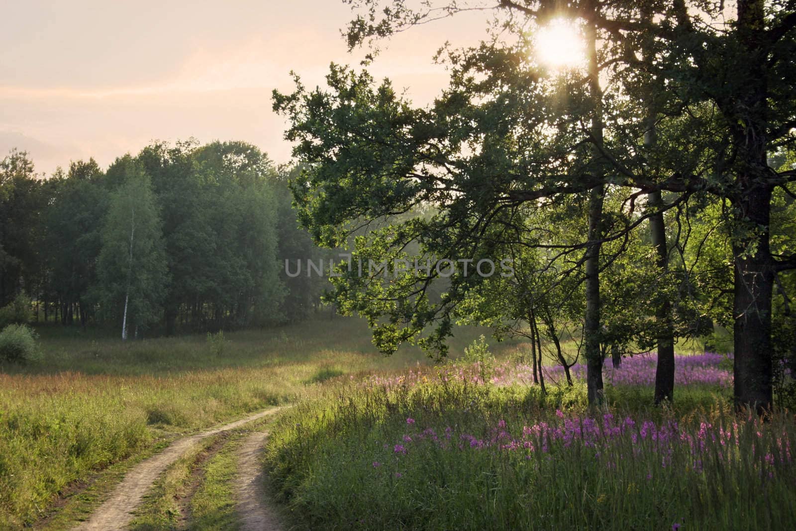 Evening calm year landscape. Russian wood