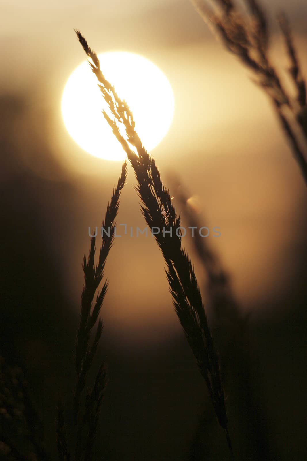 Dry ear of the herb on background leaving Sun in pastel tone