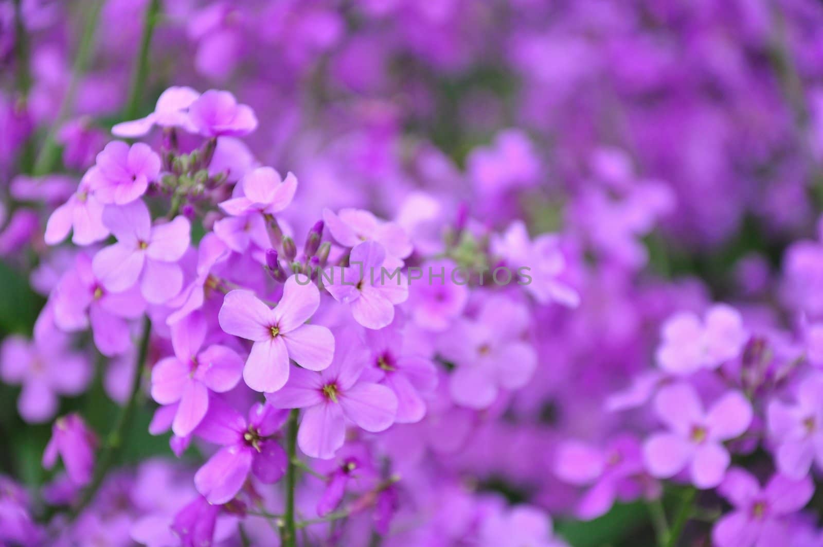 A garden is loaded with little purple flowers.