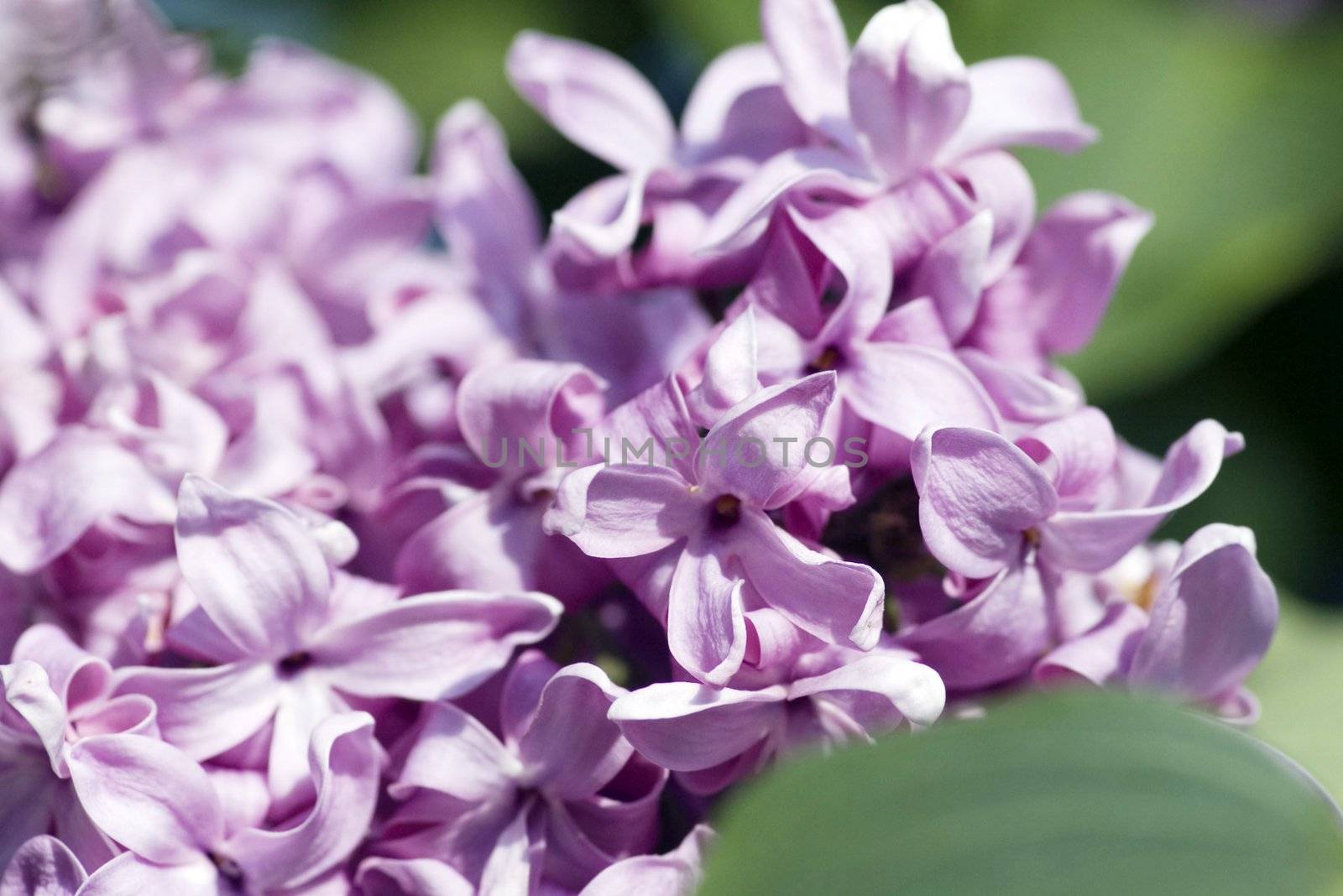 Close up of the tender lilac blossoms.