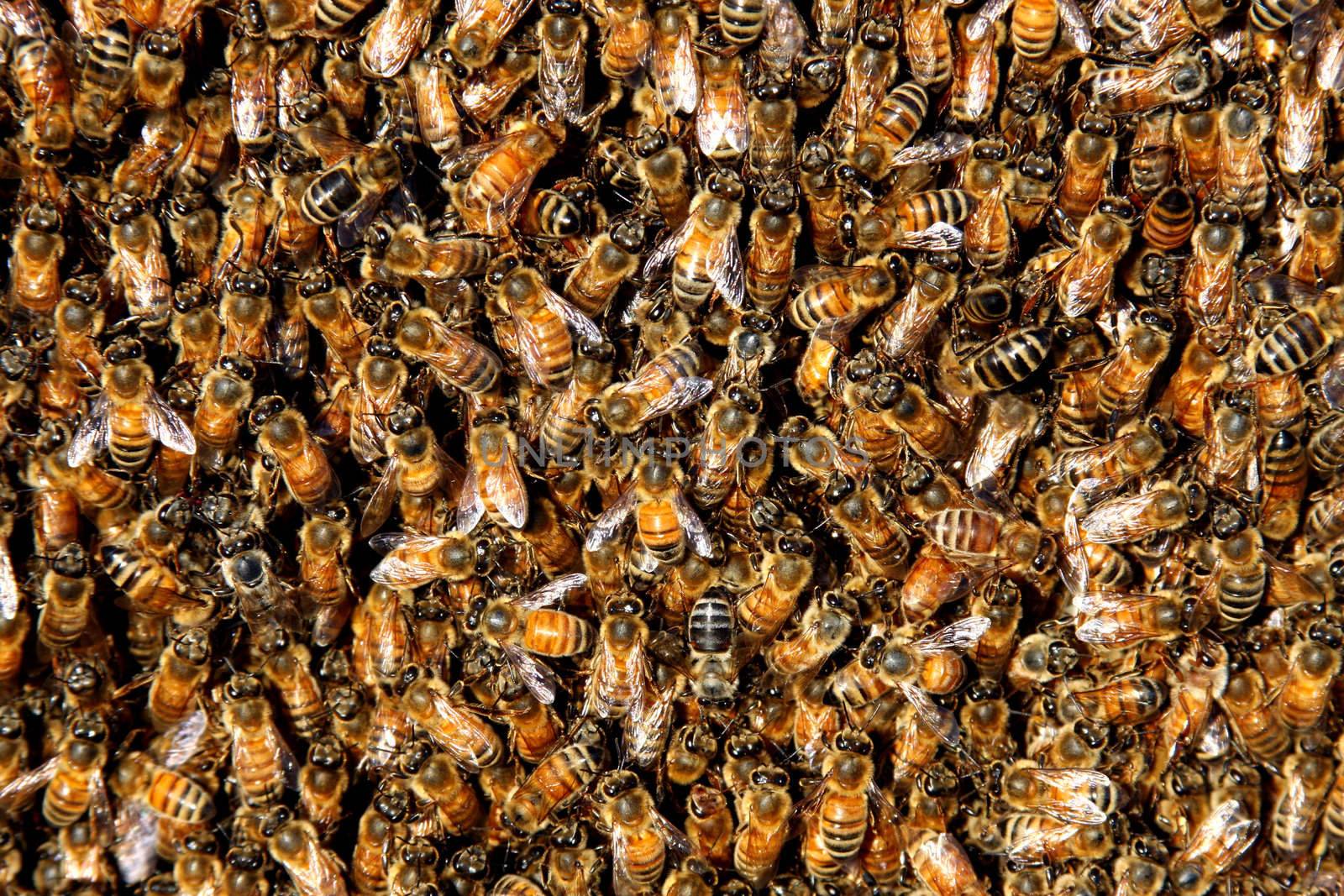 honey bees in a swarm make a hive background