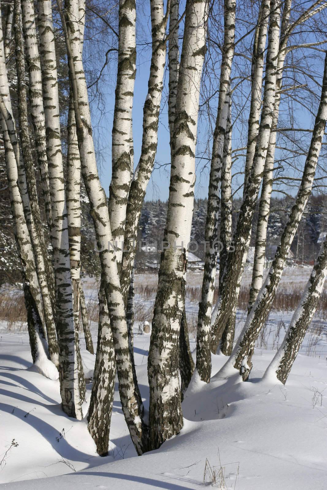 Several trees of the birch rising in winter wood. On distant plan cottages.