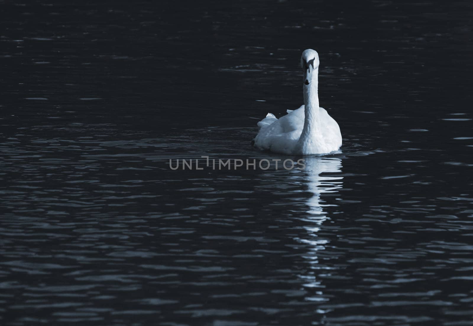 white swan floating in town pond
