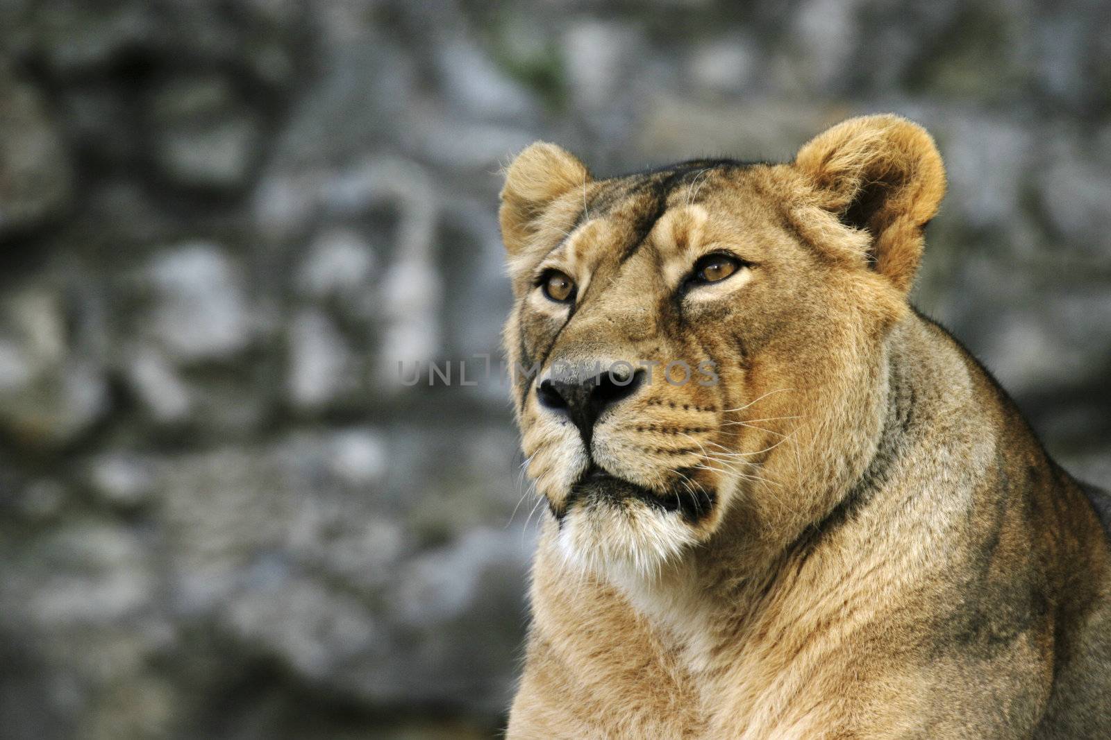 portrait of the young lioness with supercilious glance