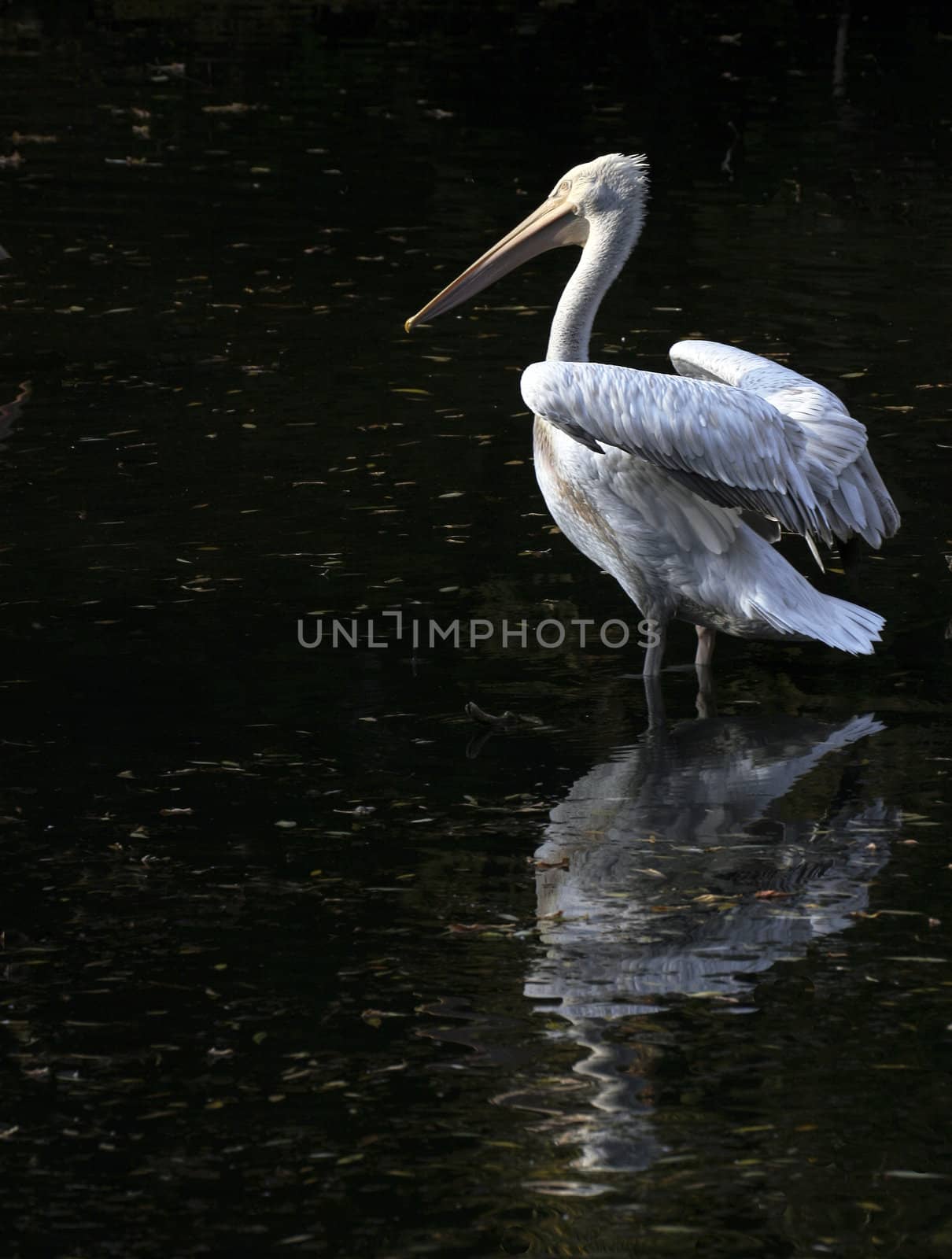 young pelican stands in water in pond of the zoo