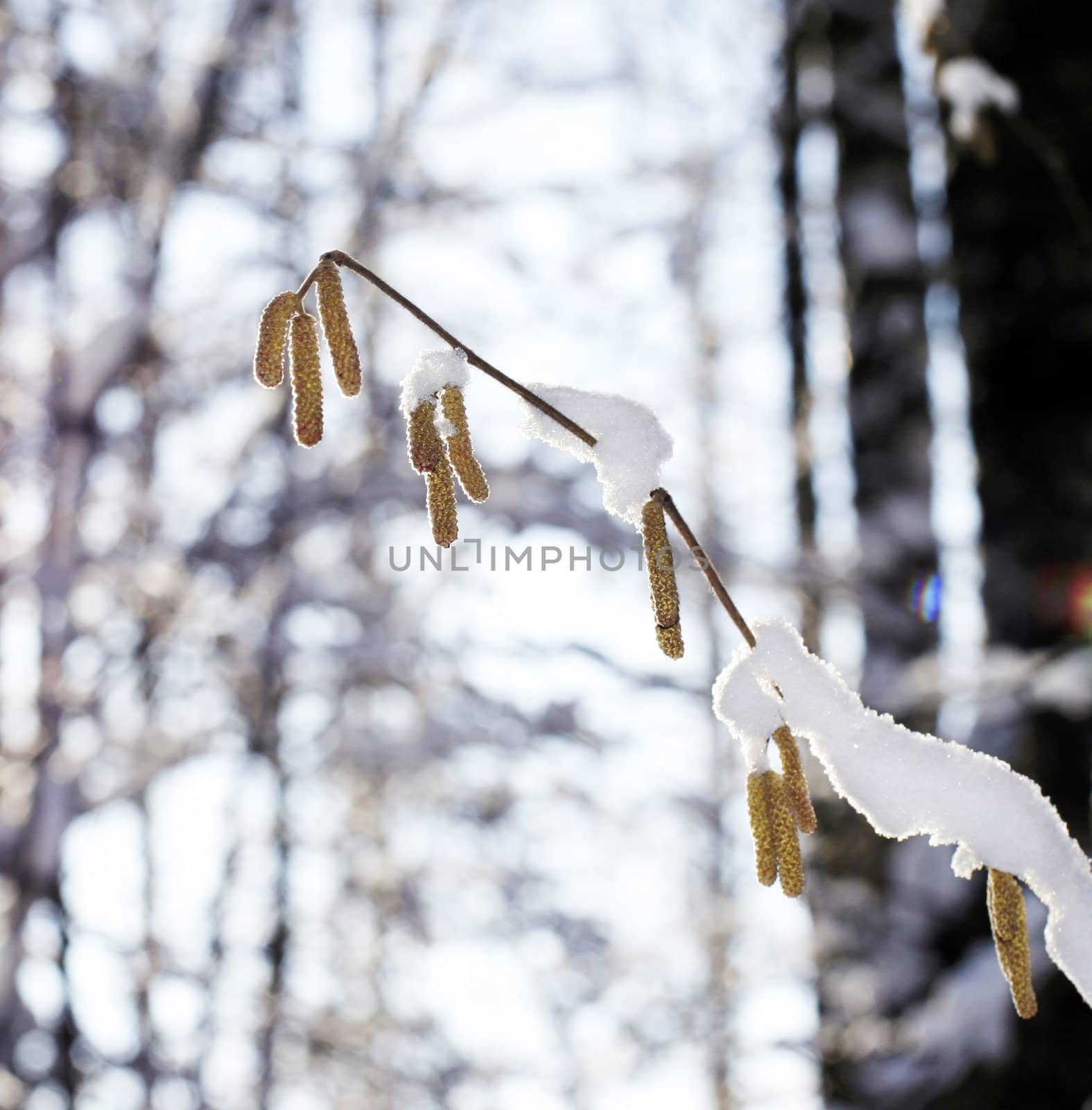 Branch of the birch with hanging seed in winter wood