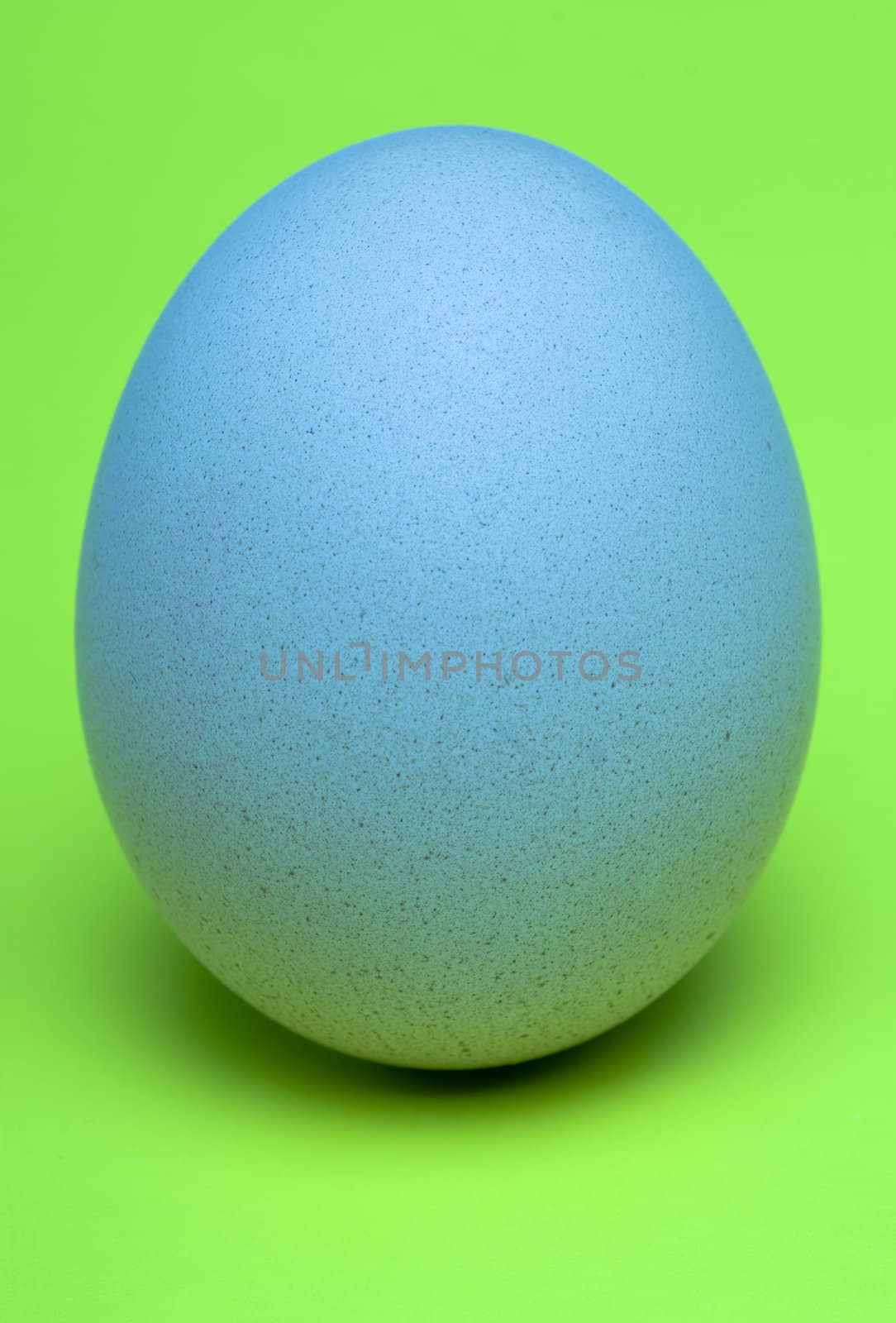 Single, Blue Egg with fresh green background.