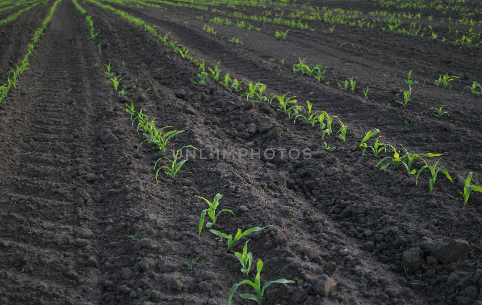 increasing corn on agricultural area. Summer. Russia.