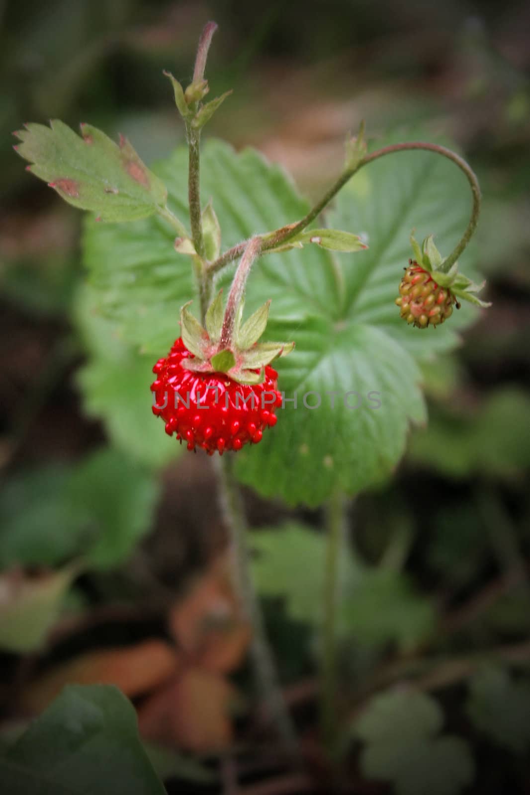 increasing timber berry - a red strawberry