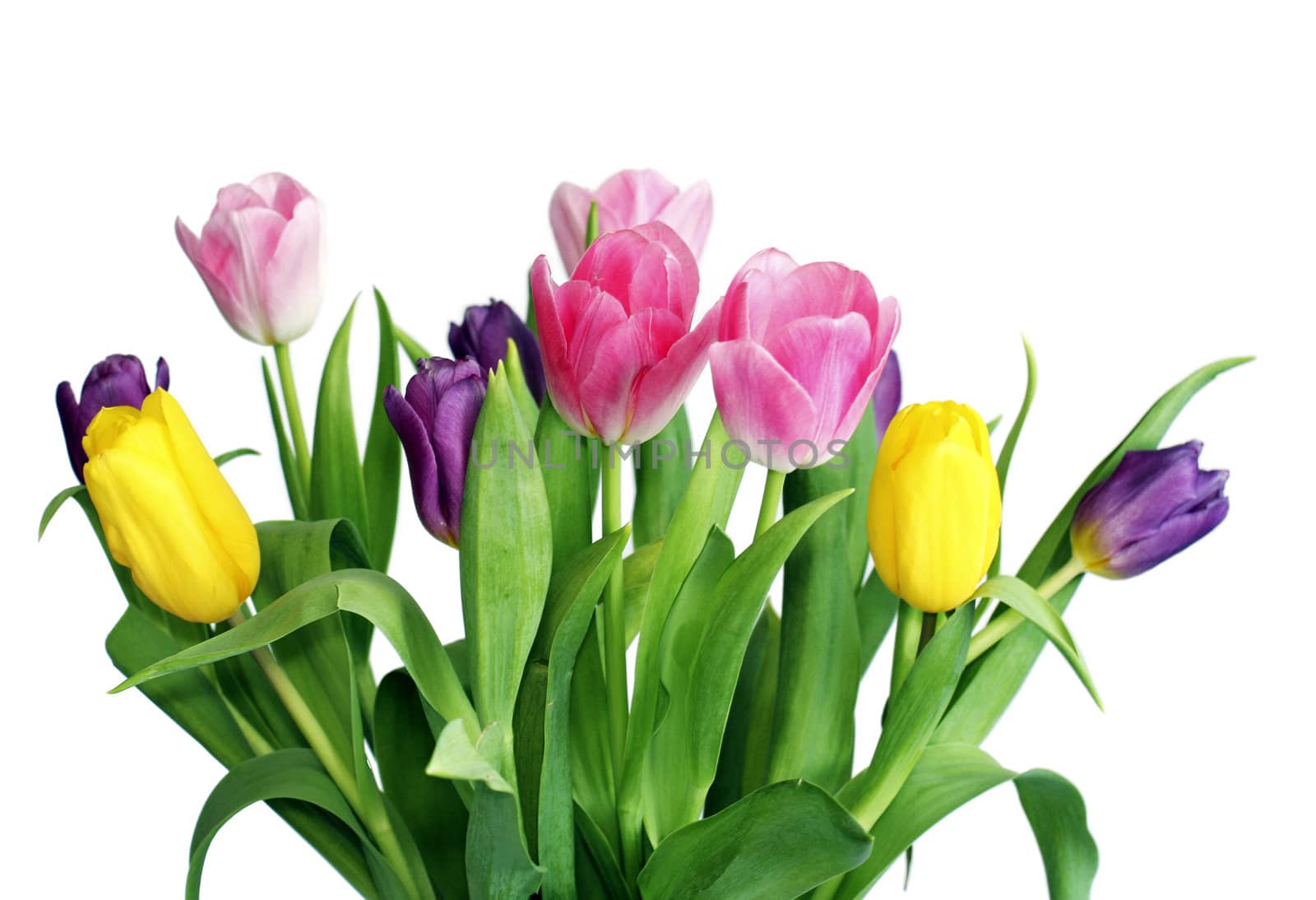 Bouquet of varicoloured spring tulip on white background