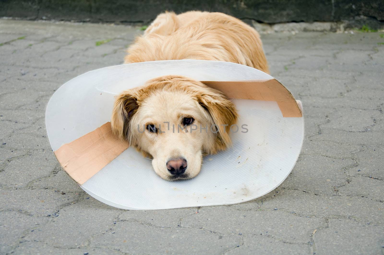 	 Convalescent dog with funnel after surgery
