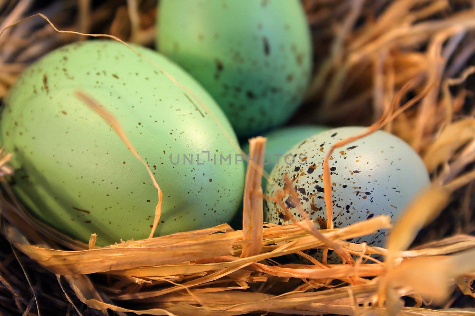 Three colored eggs in straw