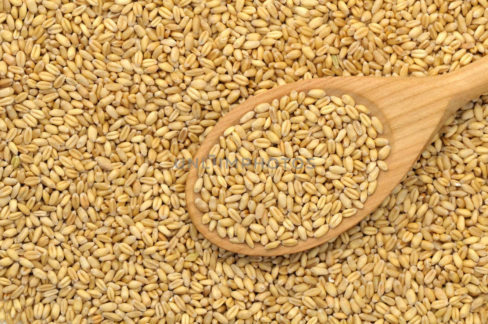 Textured soft wheat seeds background with a wooden spoon