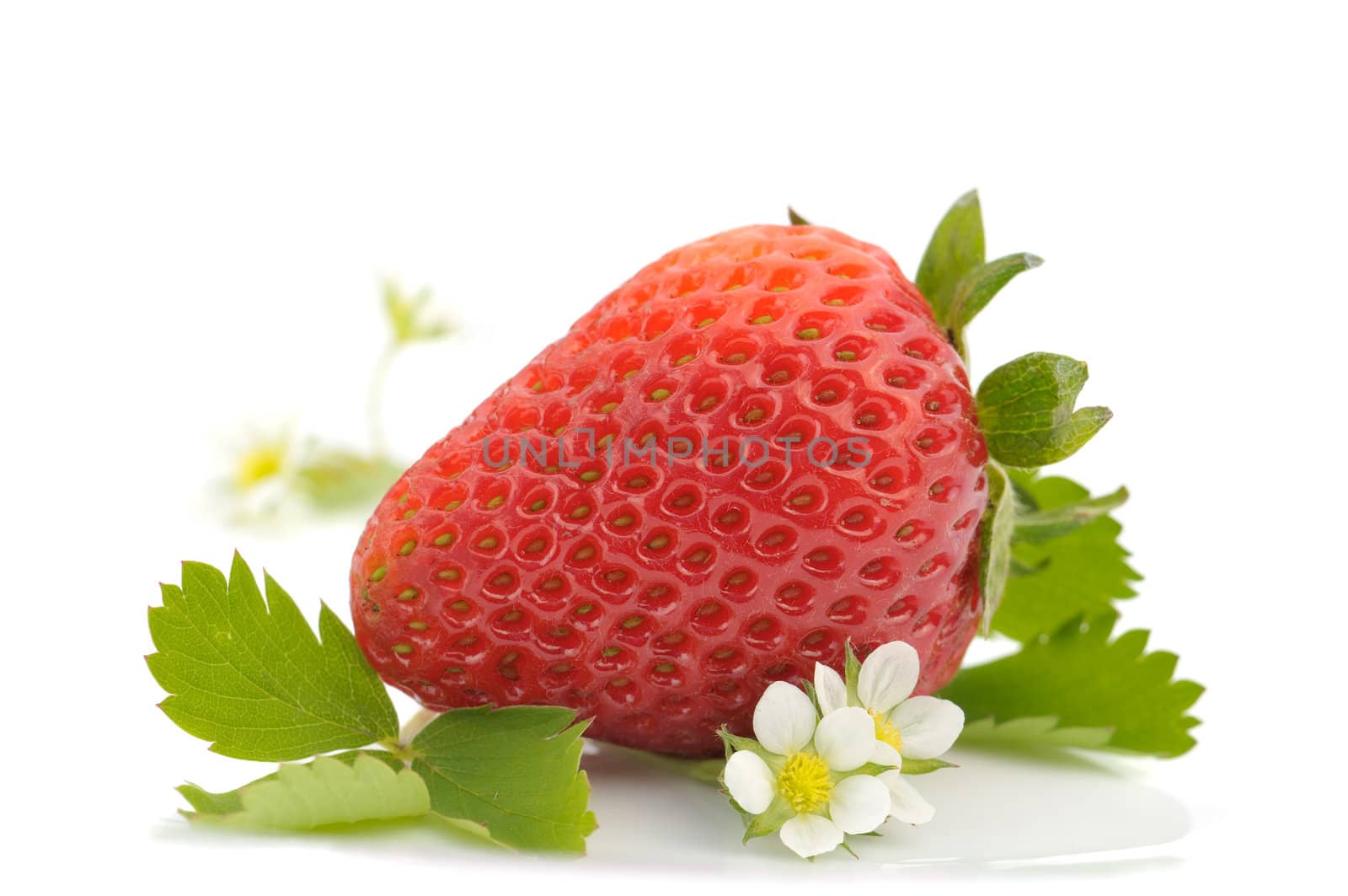 Macro of strawberry fruit and flowers on white background