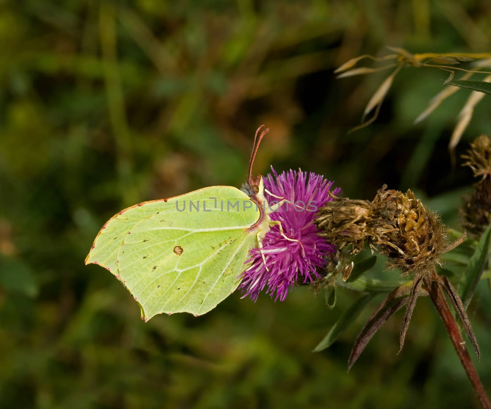 Brimstone Butterfly nectaring on Knapweed on Seaford Head, England