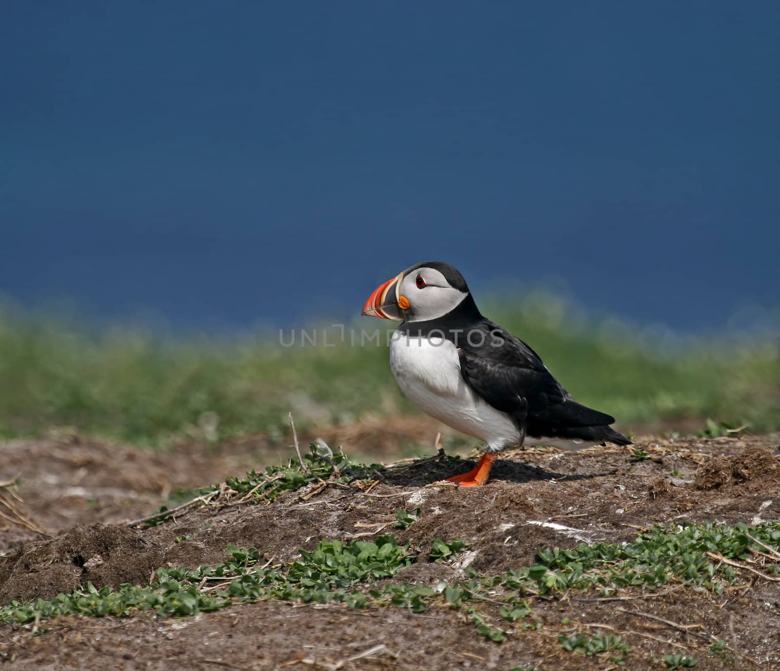 Atlantic Puffin in sun on Inner Farne