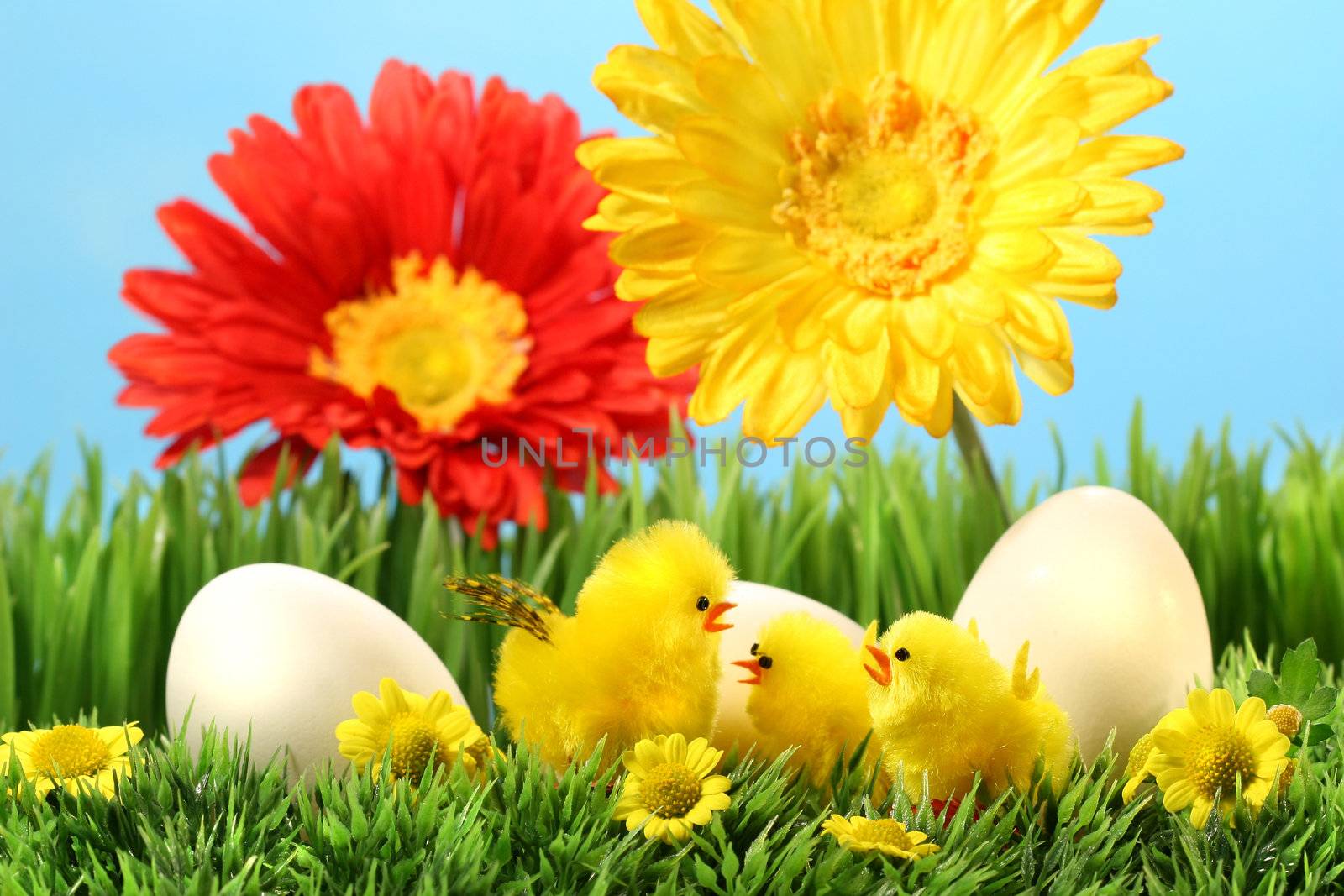 Easter chicks in the grass with flowers against a blue sky