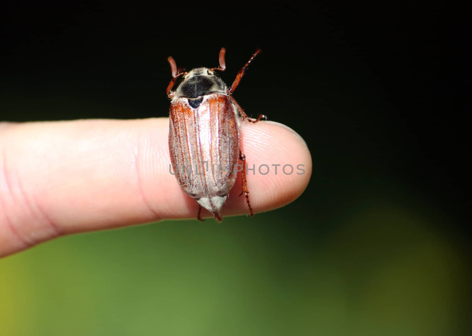a beetle sitting on a finger on a background greenery