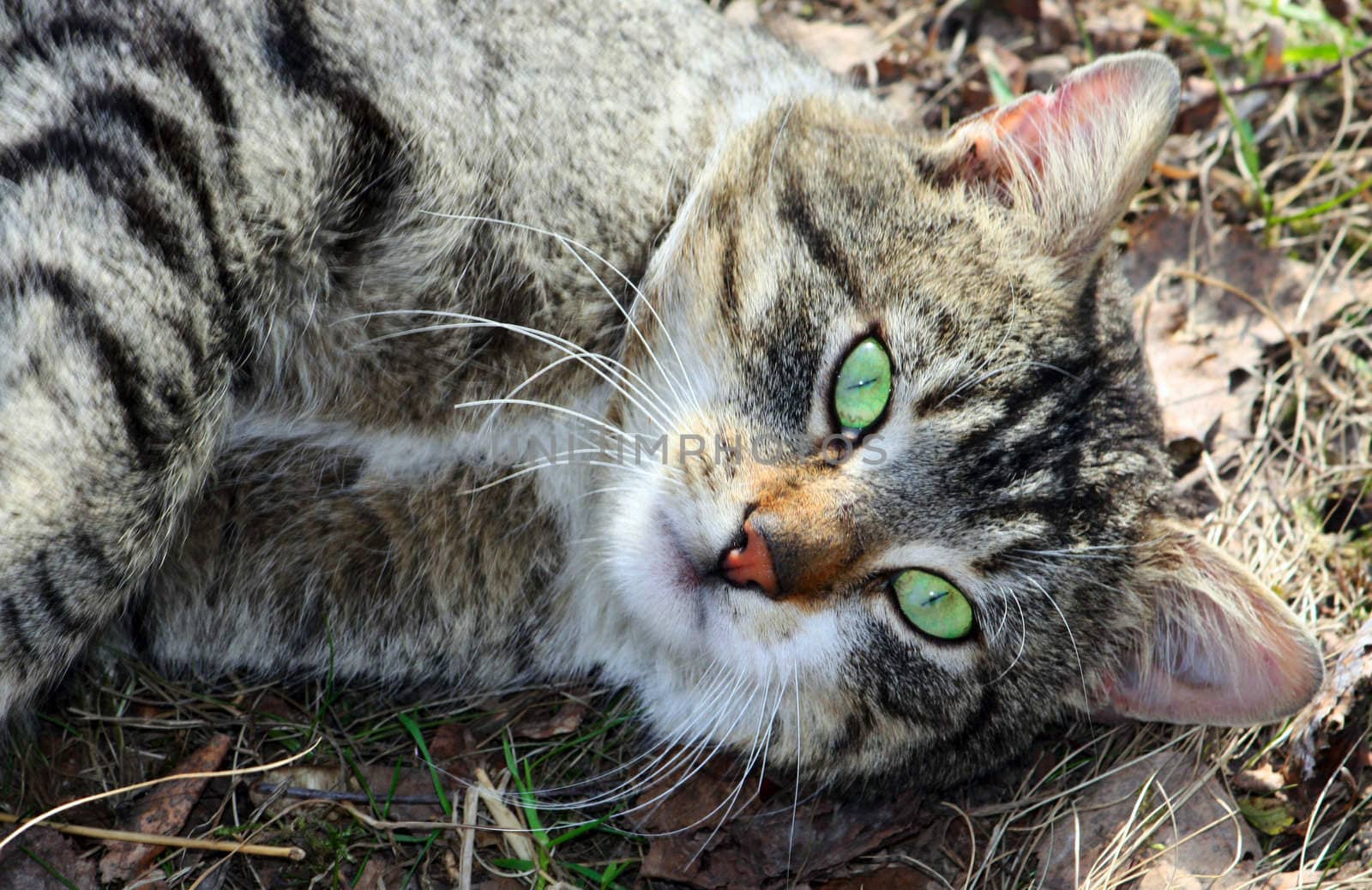 a cat with green eyes lying on a green