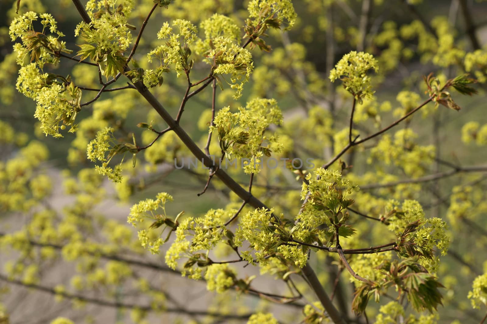 Flowering maple branch upwards