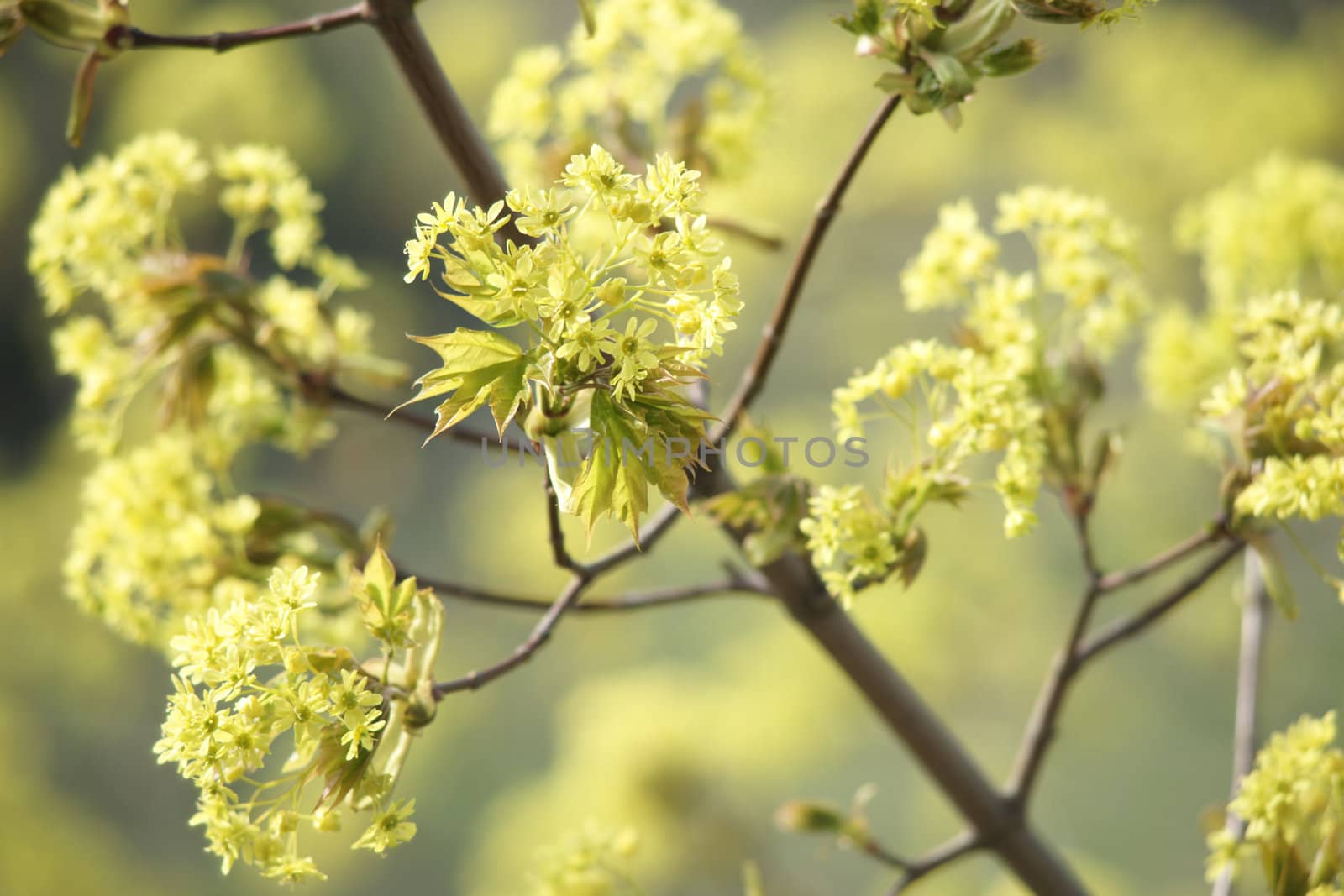 Flowers of maple tree upwards
