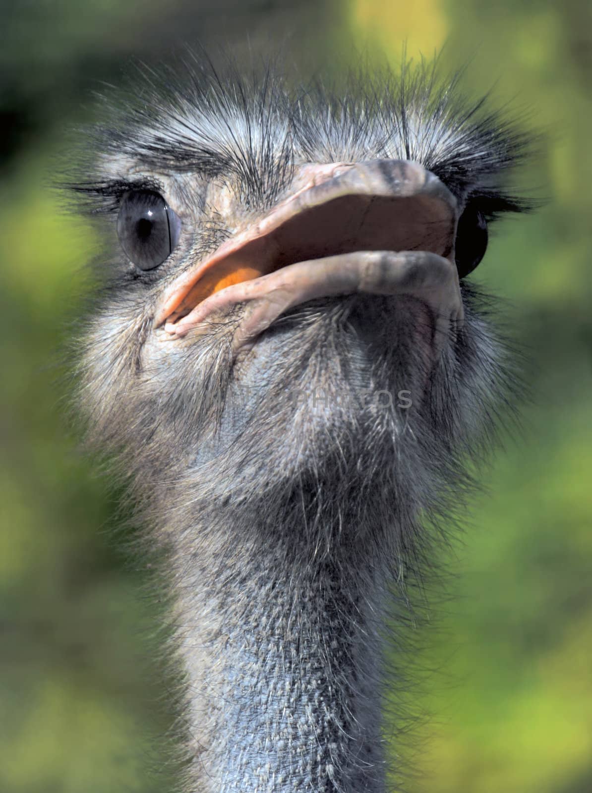 portrait of the ostrich in zoo on green background 