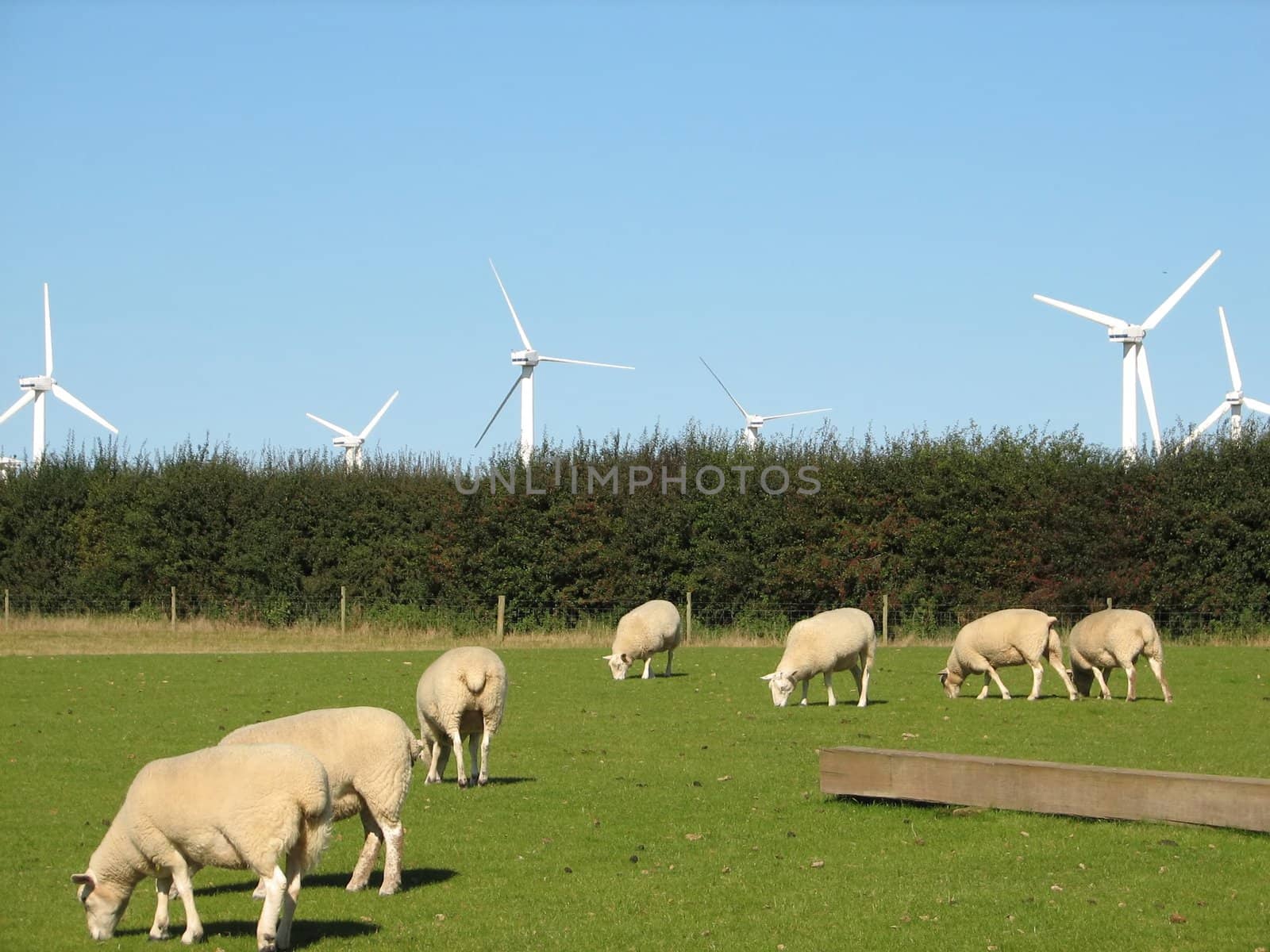 Windmills, Norfolk, England, 2007