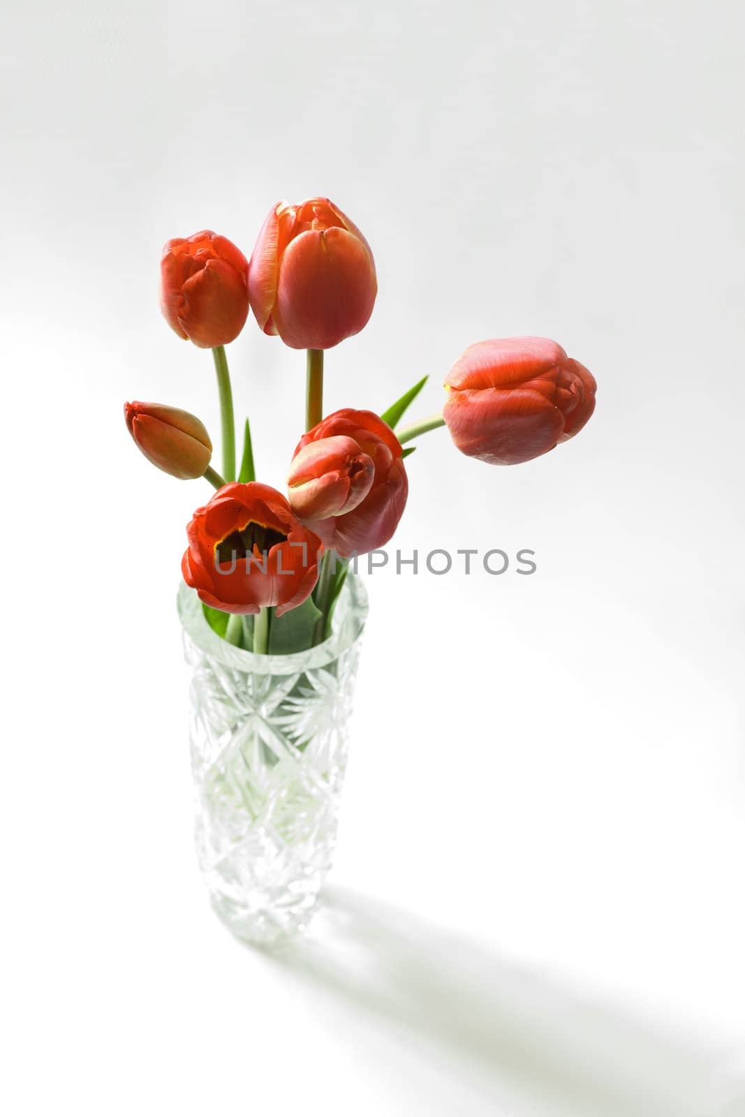 Red tulips in crystal vase