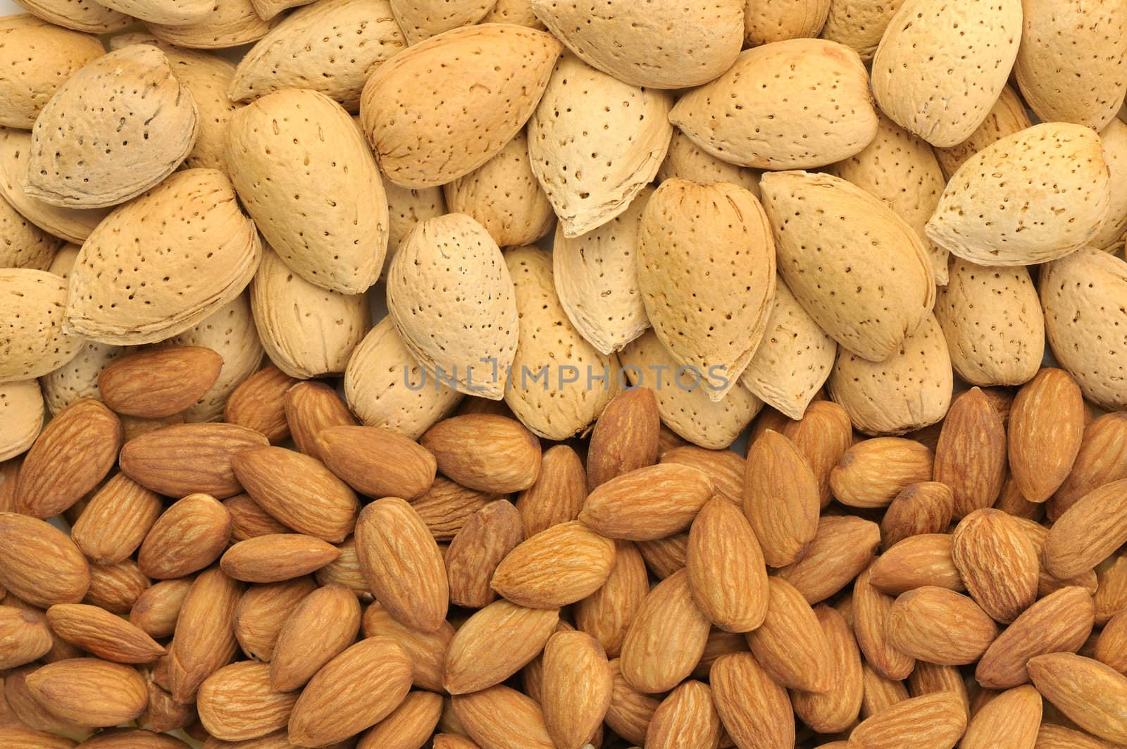 A row of peeled almonds and one of almonds in shell